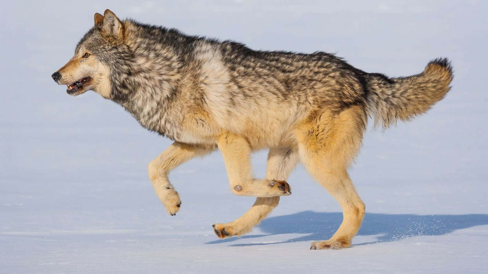 Gray Wolf, snowy plain, white ground, HD Desktop Wallpaper