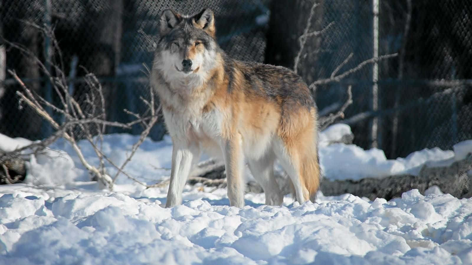 Gray Wolf, deep snow, bare branches, HD Desktop Wallpaper