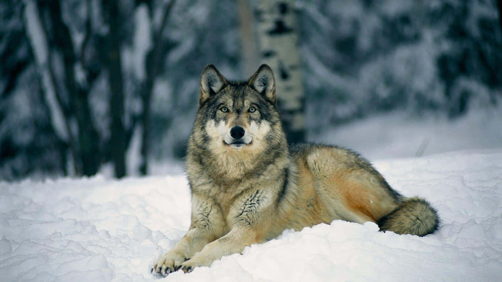gray wolf, snowy forest, deep snow, HD Desktop Wallpaper