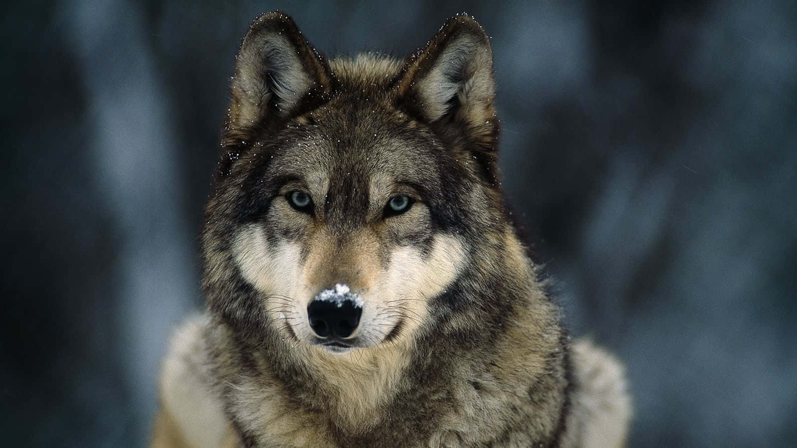 Gray Wolf, piercing blue eyes, snowflakes on its nose, HD Desktop Wallpaper