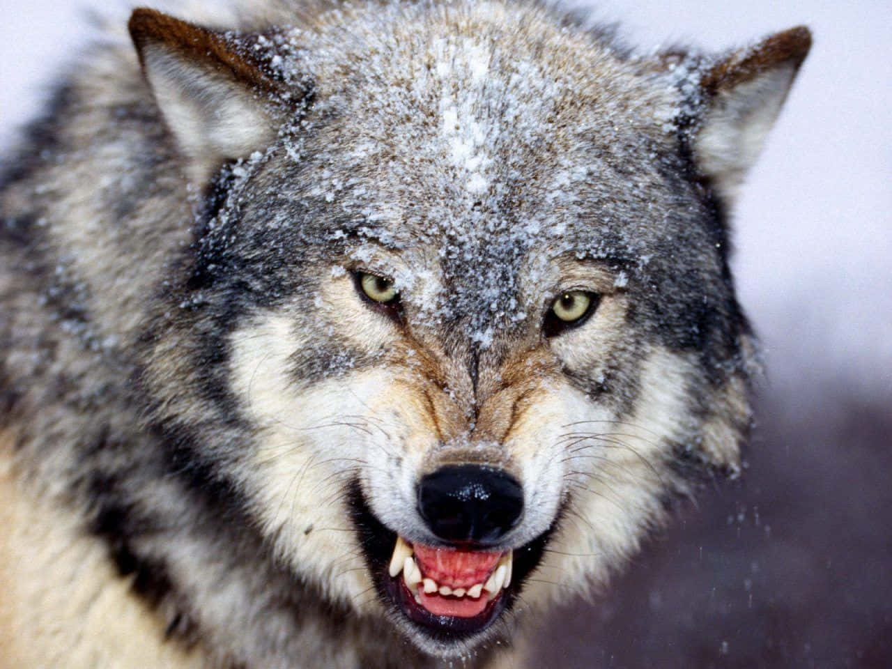 Gray Wolf, snow dusted fur, bared teeth, HD Desktop Wallpaper