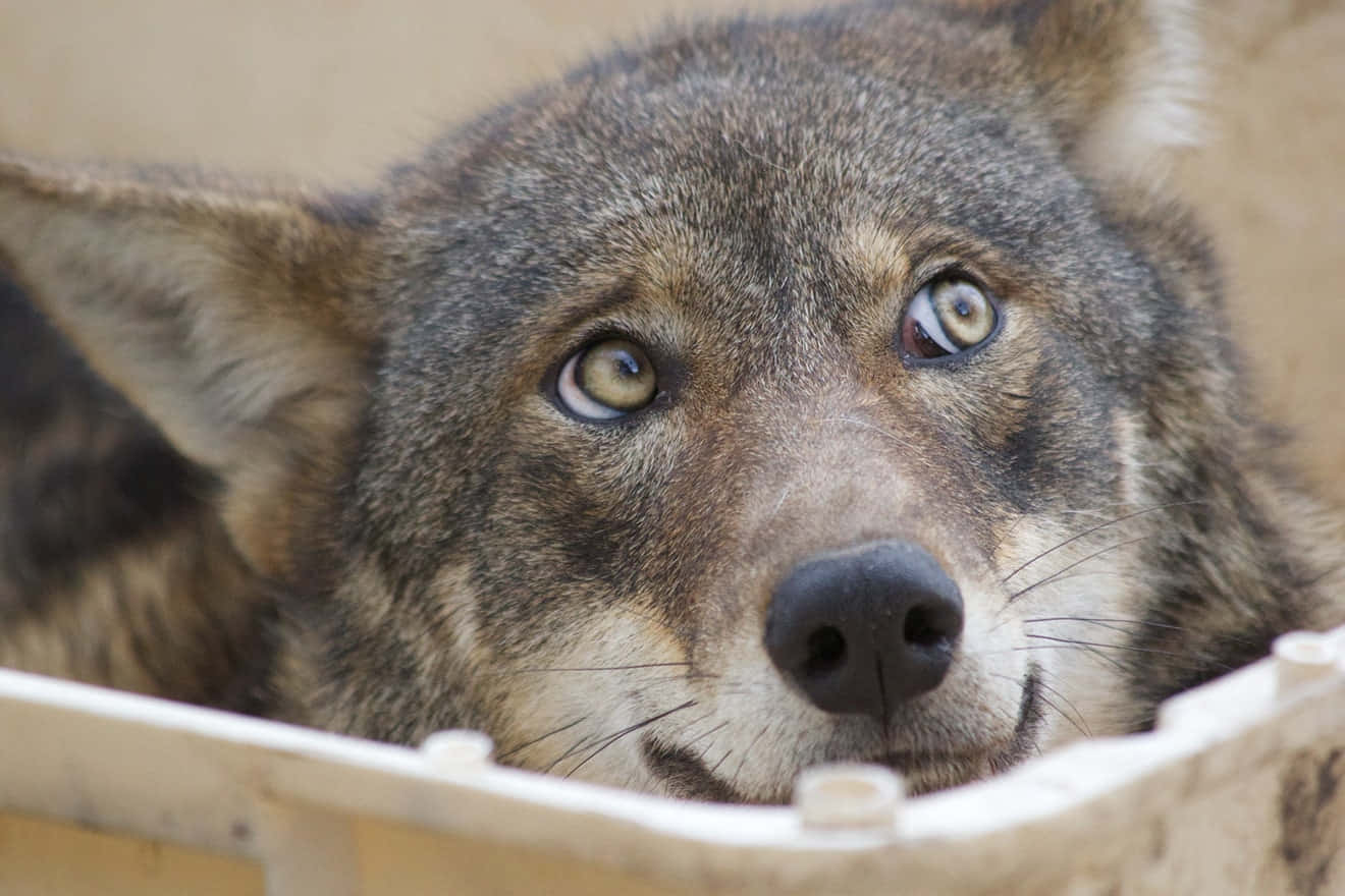 gray wolf, wooden fence, amber eyes, HD Desktop Wallpaper