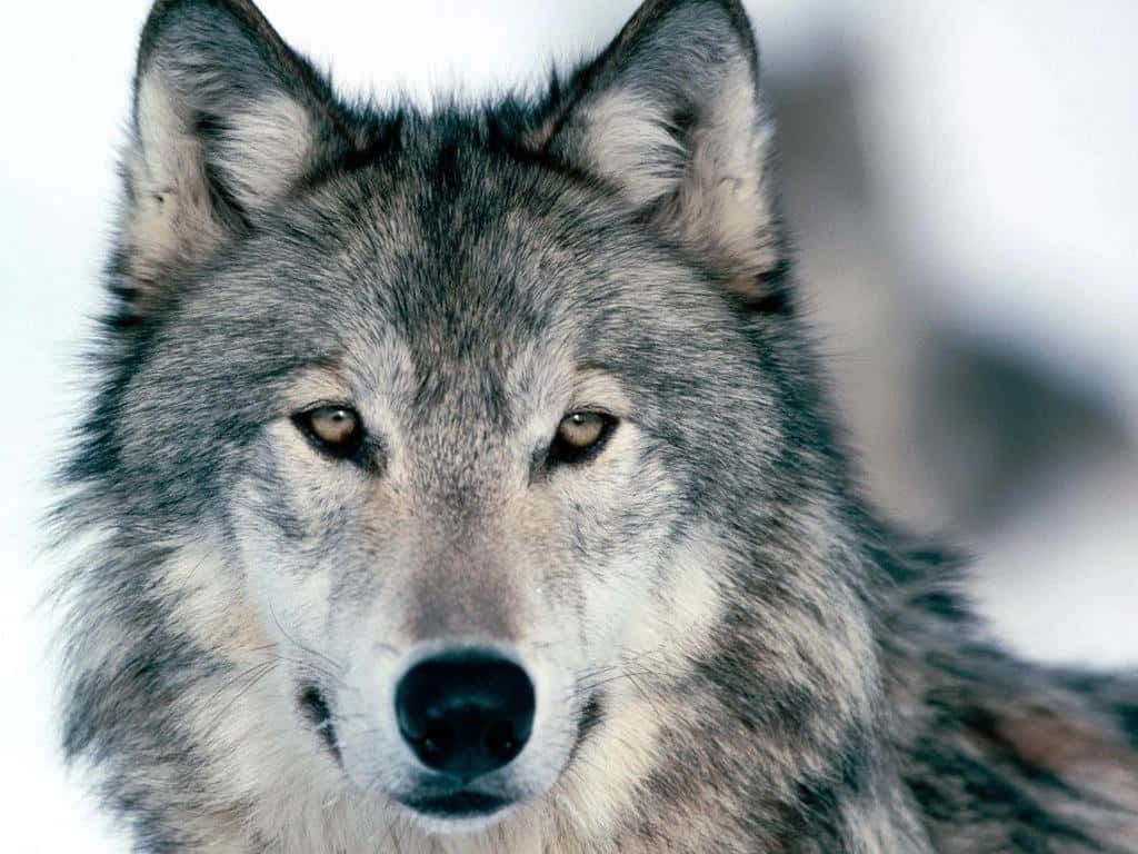 Gray Wolf, amber eyes, snowy background, SD Desktop Wallpaper