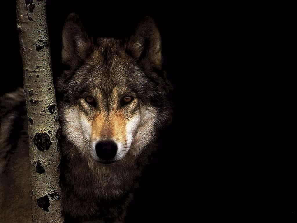 Gray Wolf, amber eyes, tree trunk, SD Desktop Wallpaper