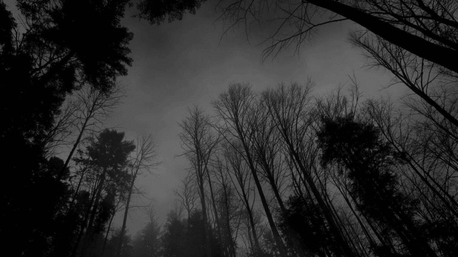 eerie forest, dark gray, silhouetted trees, Full HD Desktop Wallpaper