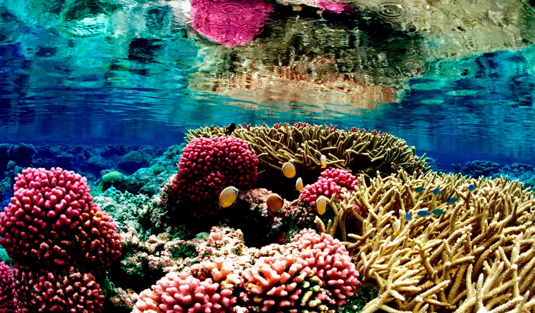 Great Barrier Reef Wallpapers
