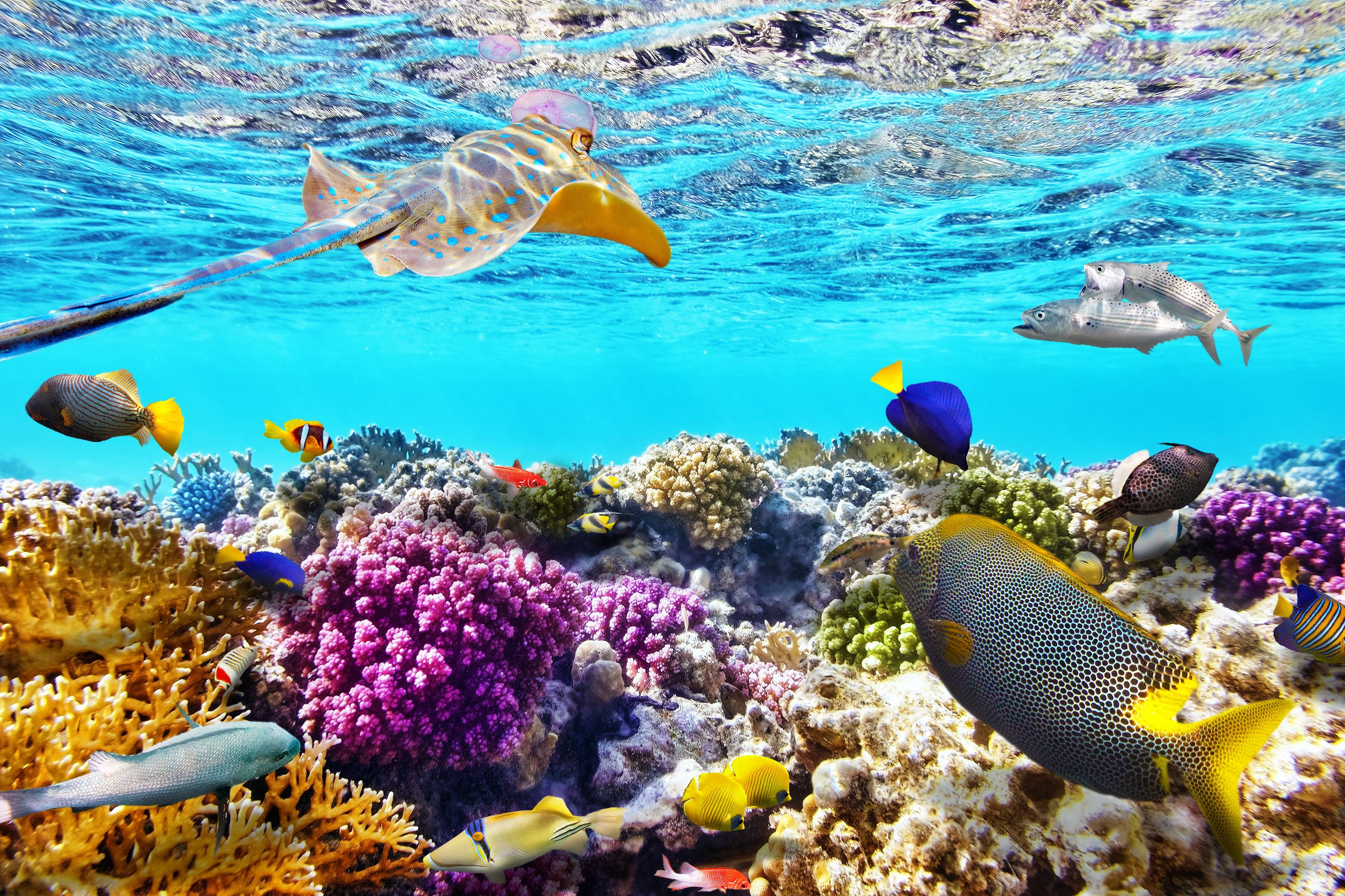 Great Barrier Reef, tropical fish, spotted eagle ray, 2K Desktop Wallpaper