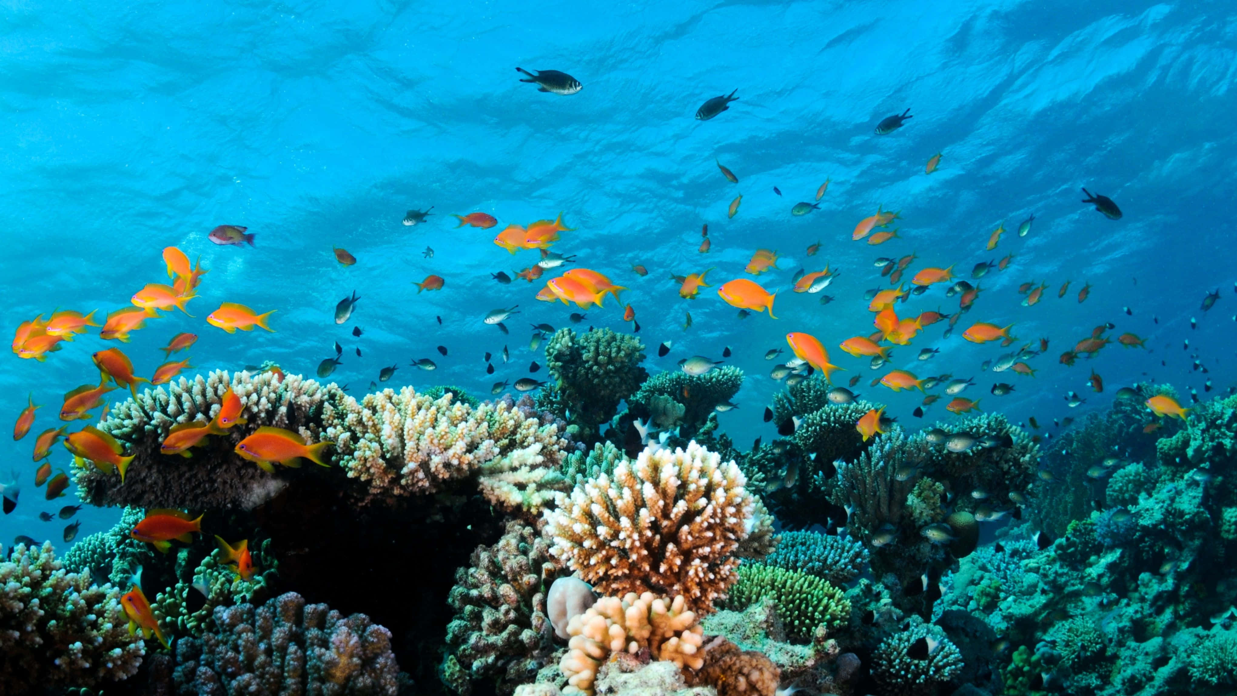coral reef, vibrant orange fish, colorful coral formations, 4K Desktop Wallpaper