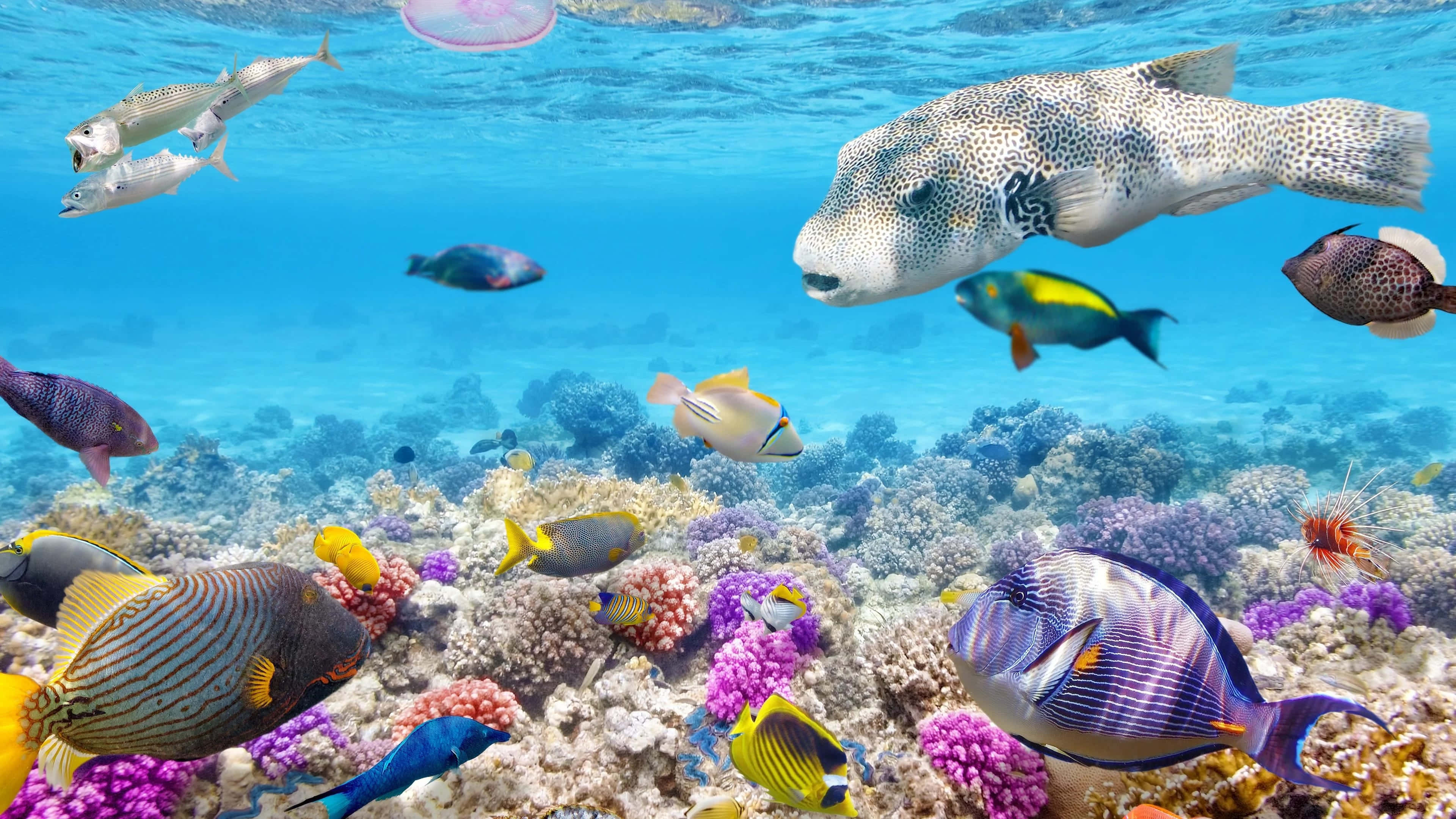 colorful coral reef, vibrant tropical fish, clear blue ocean water, 4K Desktop Wallpaper