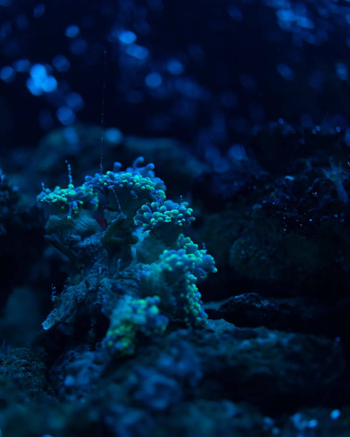 neon green coral polyps, deep blue underwater rocks, mesmerizing aquatic scene, HD Phone Wallpaper