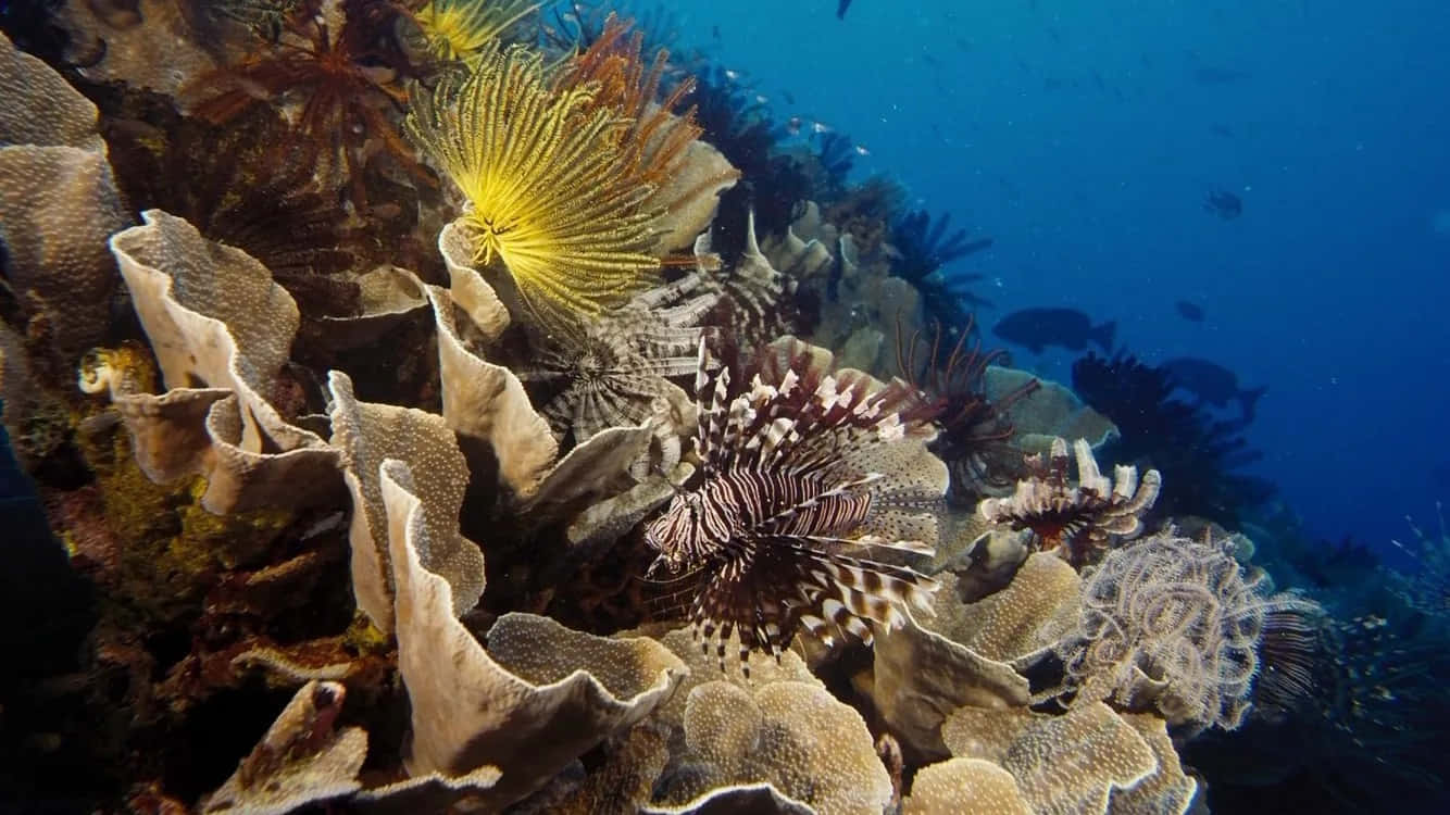 vibrant coral reef scene, lionfish, colorful coral, HD Desktop Wallpaper