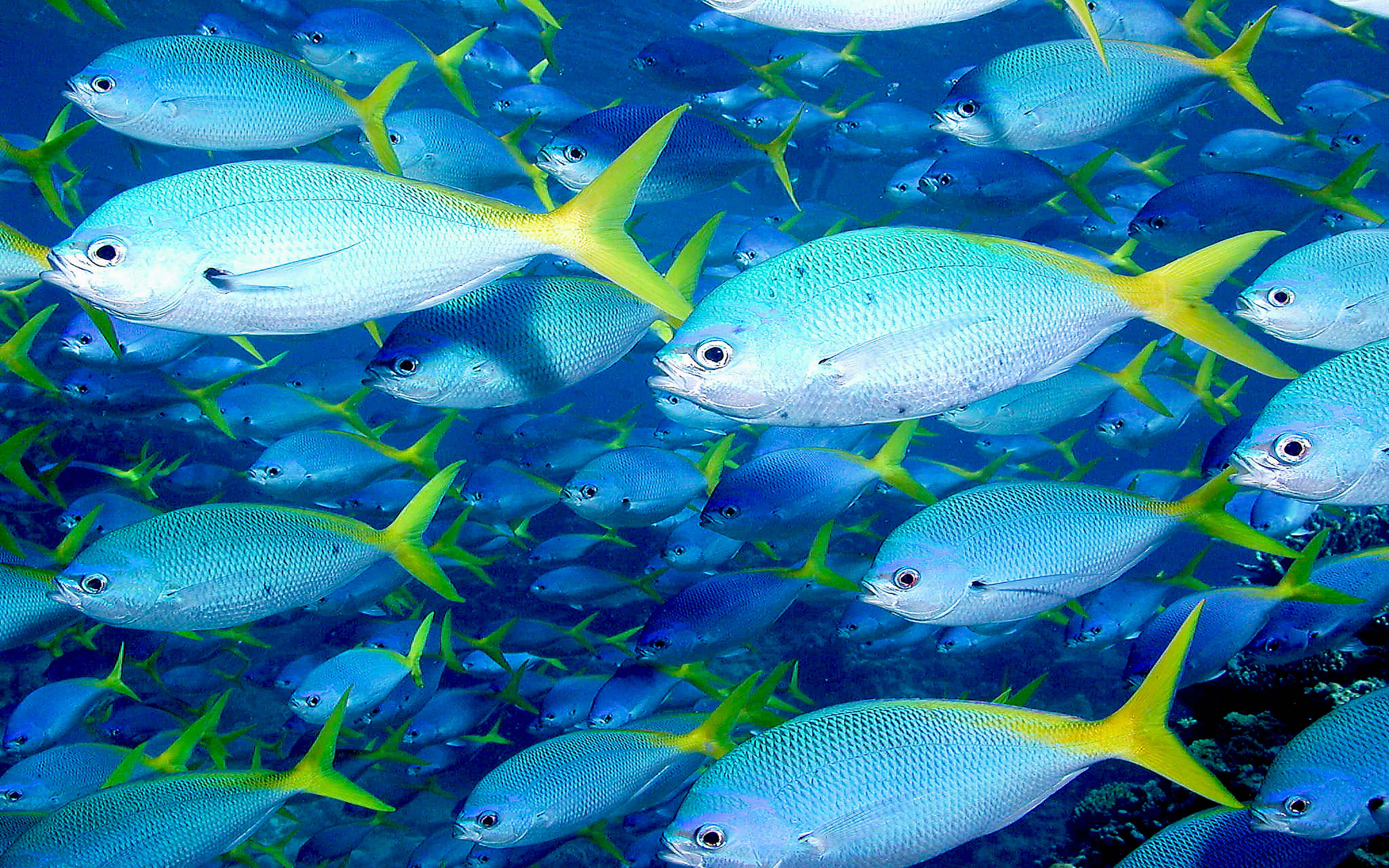 school of fish, Great Barrier Reef, blue fish, 4K Desktop Wallpaper