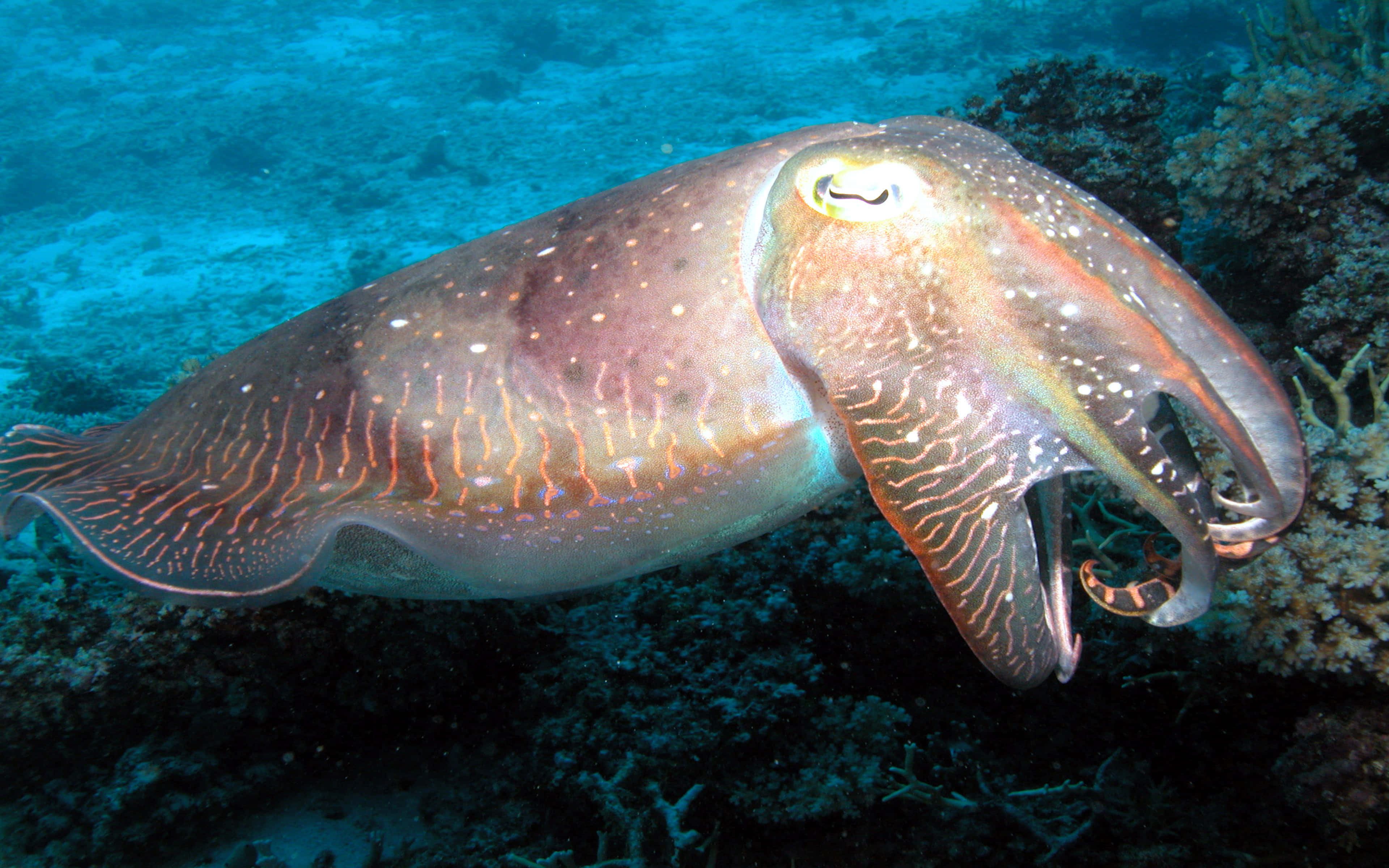 cuttlefish, orange and white patterns, coral reef, 4K Desktop Wallpaper