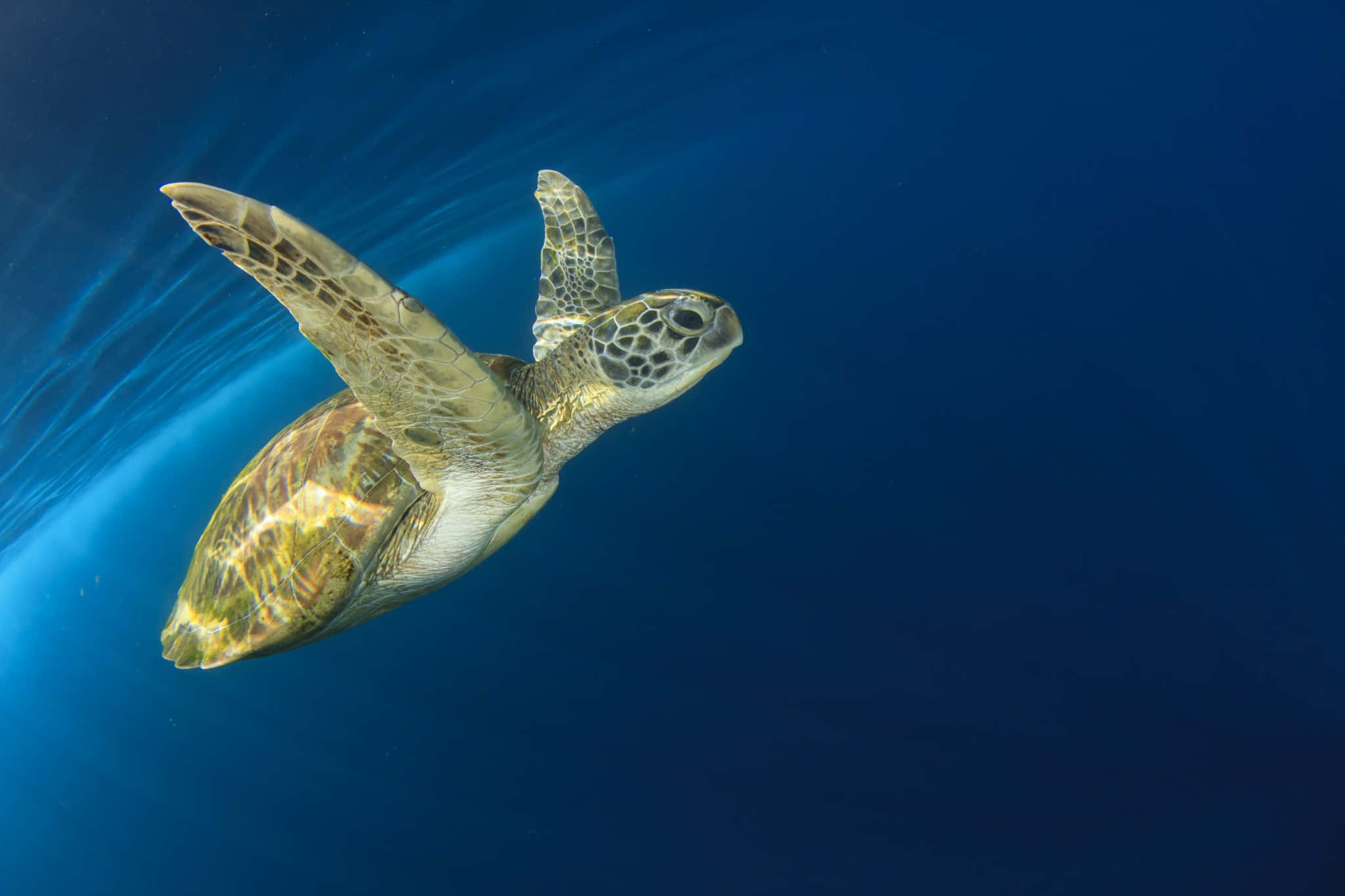 green sea turtle, clear blue ocean water, sunlight filtering, Full HD Desktop Wallpaper