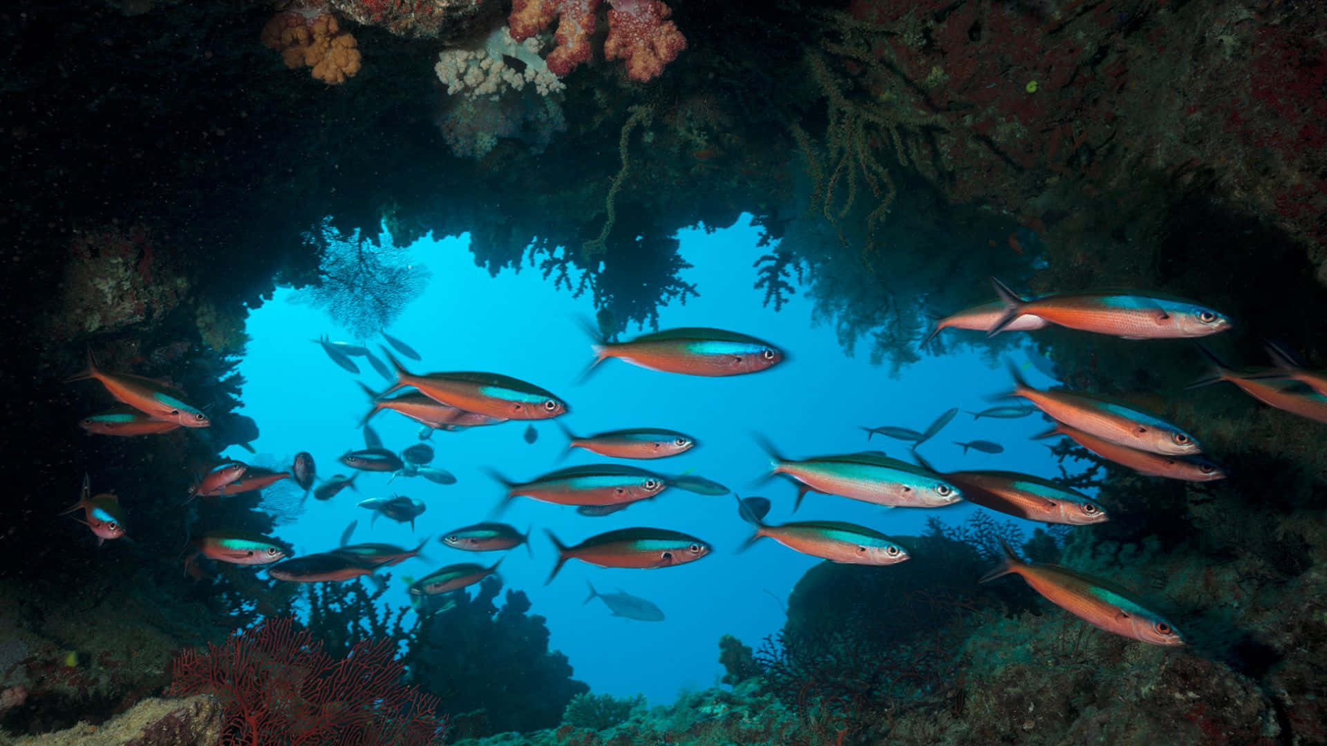 Great Barrier Reef, fish school, iridescent fish, Full HD Desktop Wallpaper