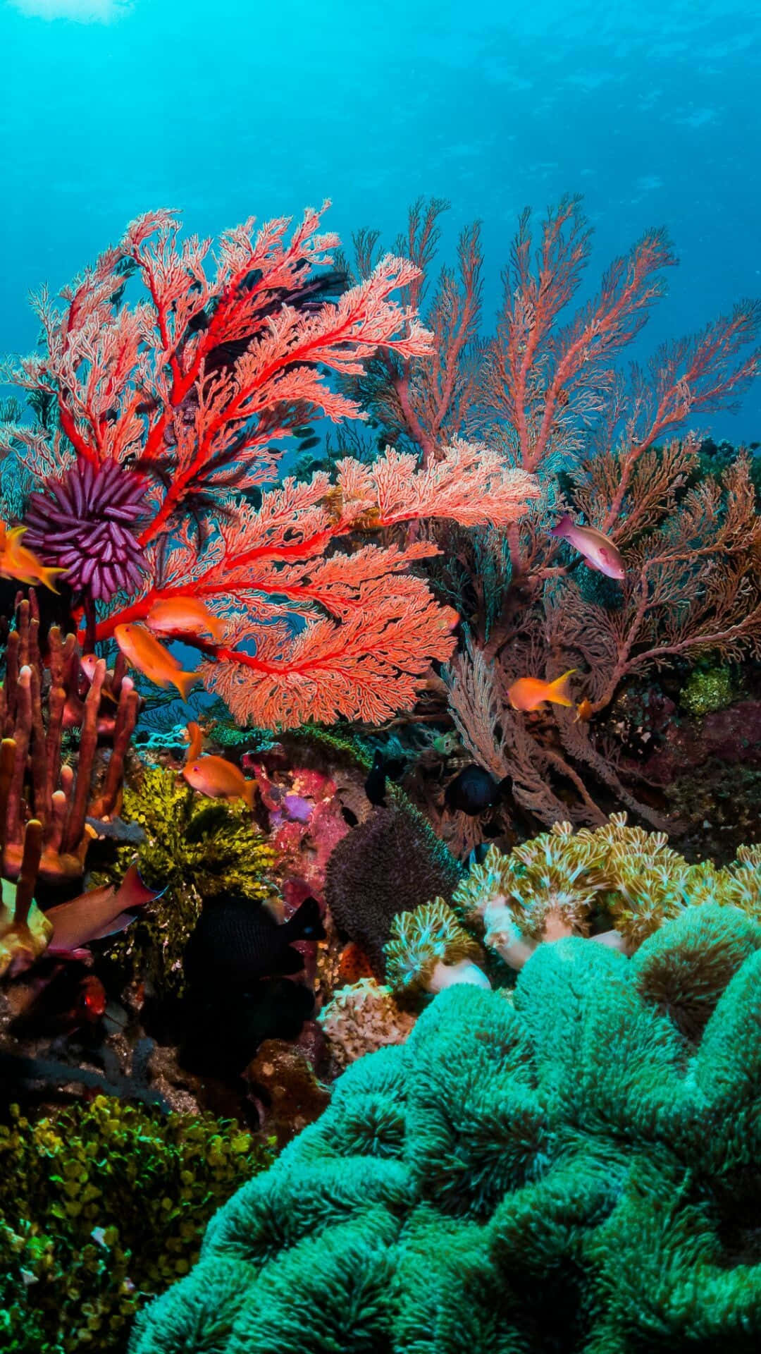 vibrant red, purple gorgonian fans, green sea fans, Full HD Phone Wallpaper