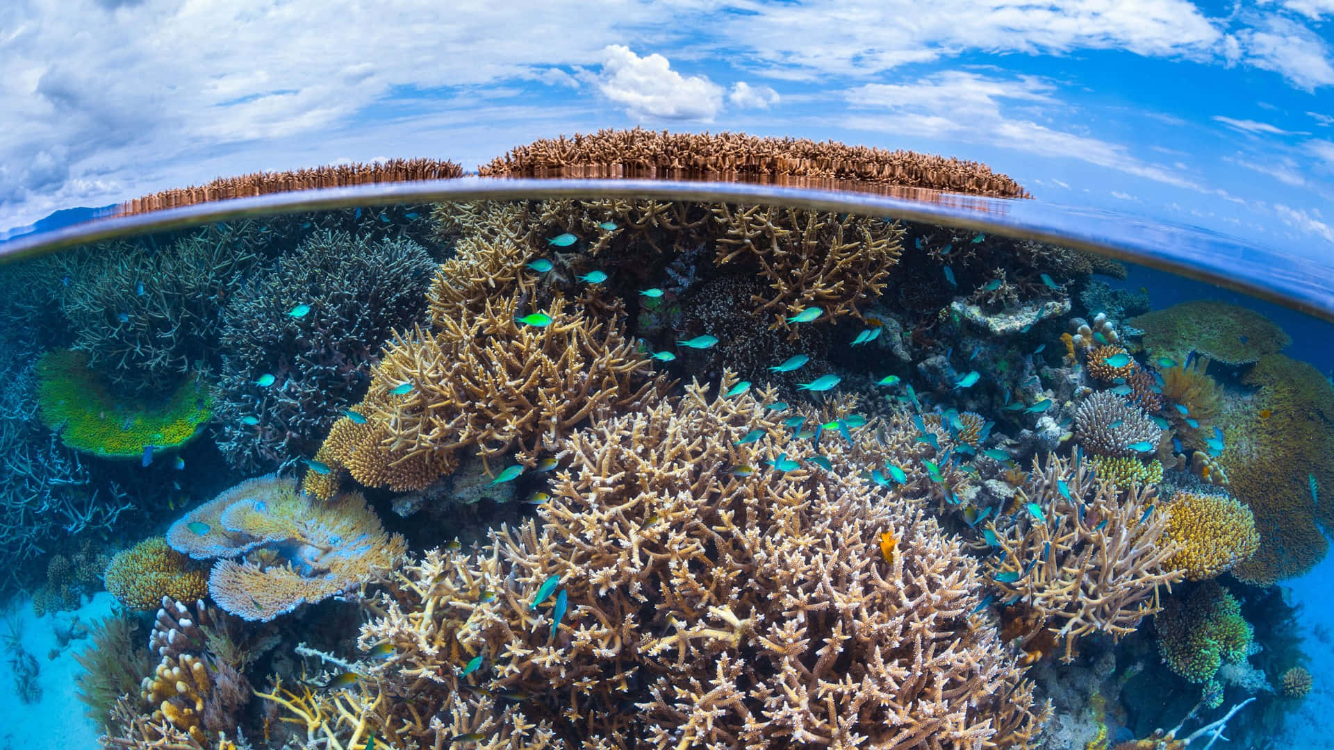 Great Barrier Reef, vibrant coral reefs, small fish, Full HD Desktop Wallpaper