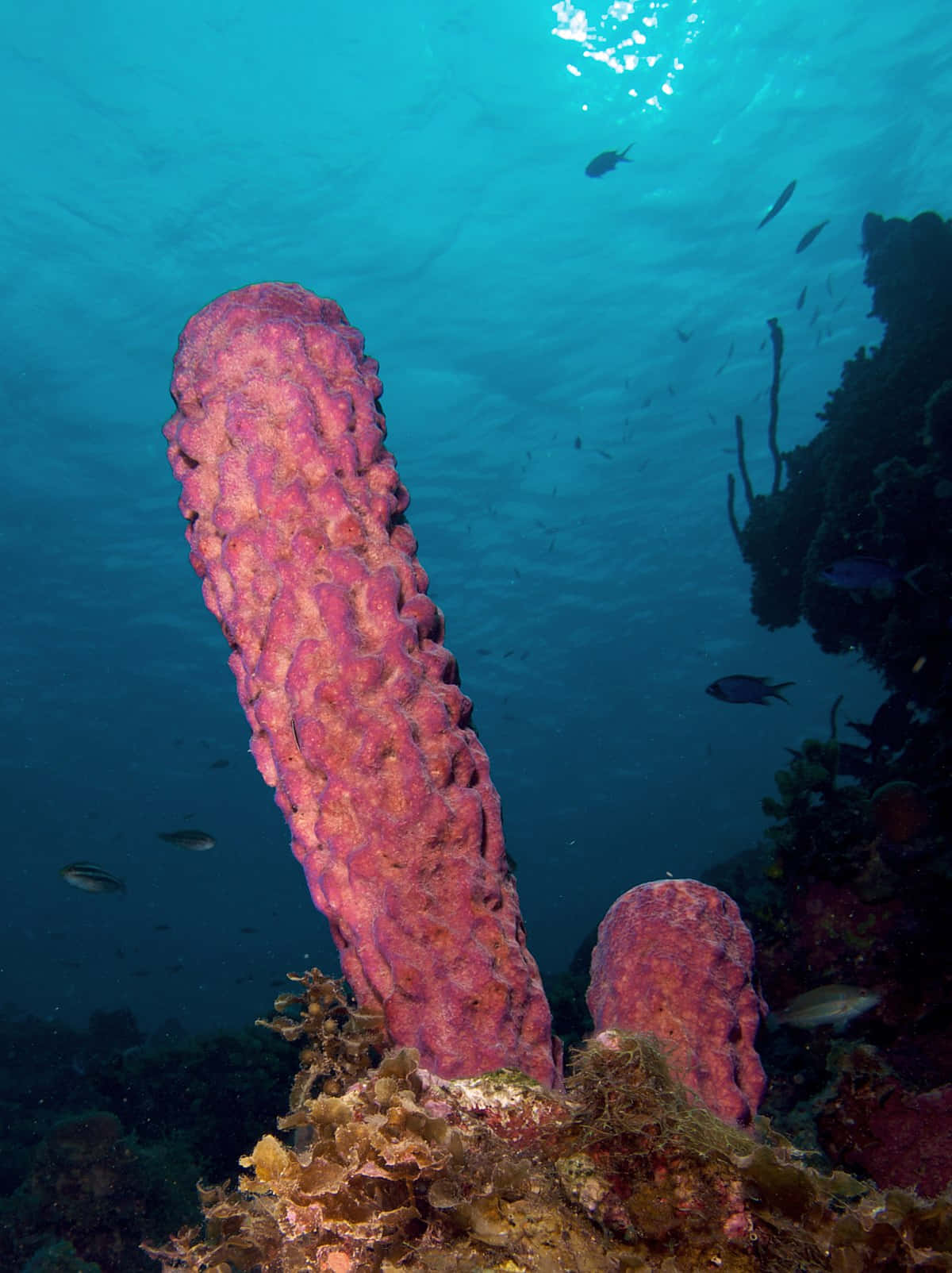 underwater pink sponge column, vibrant pink underwater sponge, coral, HD Phone Wallpaper