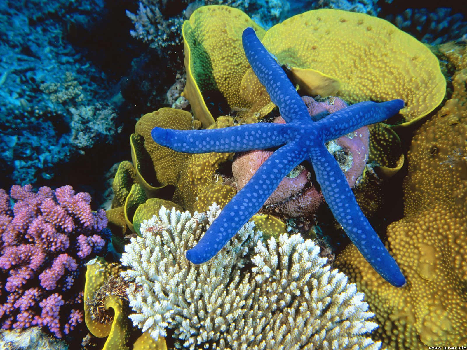 vibrant blue starfish, white spots, vibrant yellow coral, HD Desktop Wallpaper