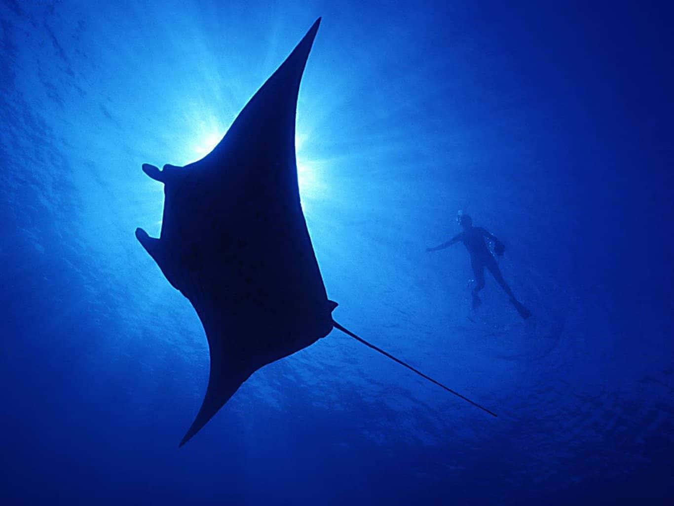 manta ray, diver, silhouette, HD Desktop Wallpaper