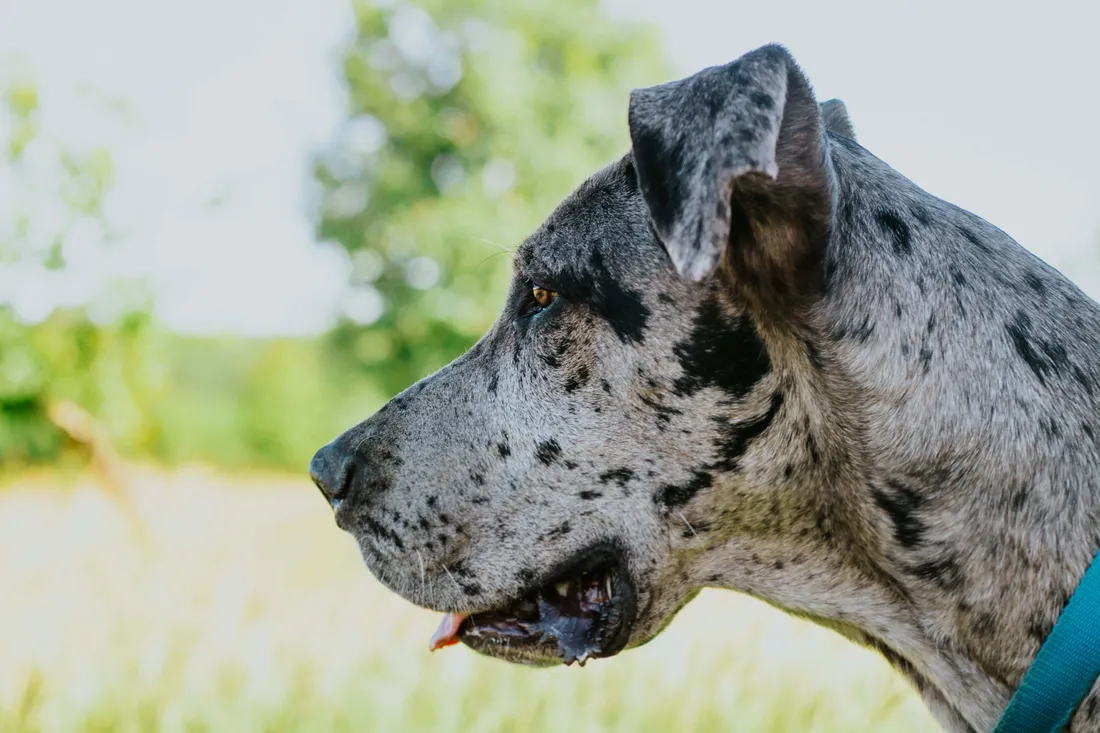 Great Dane
