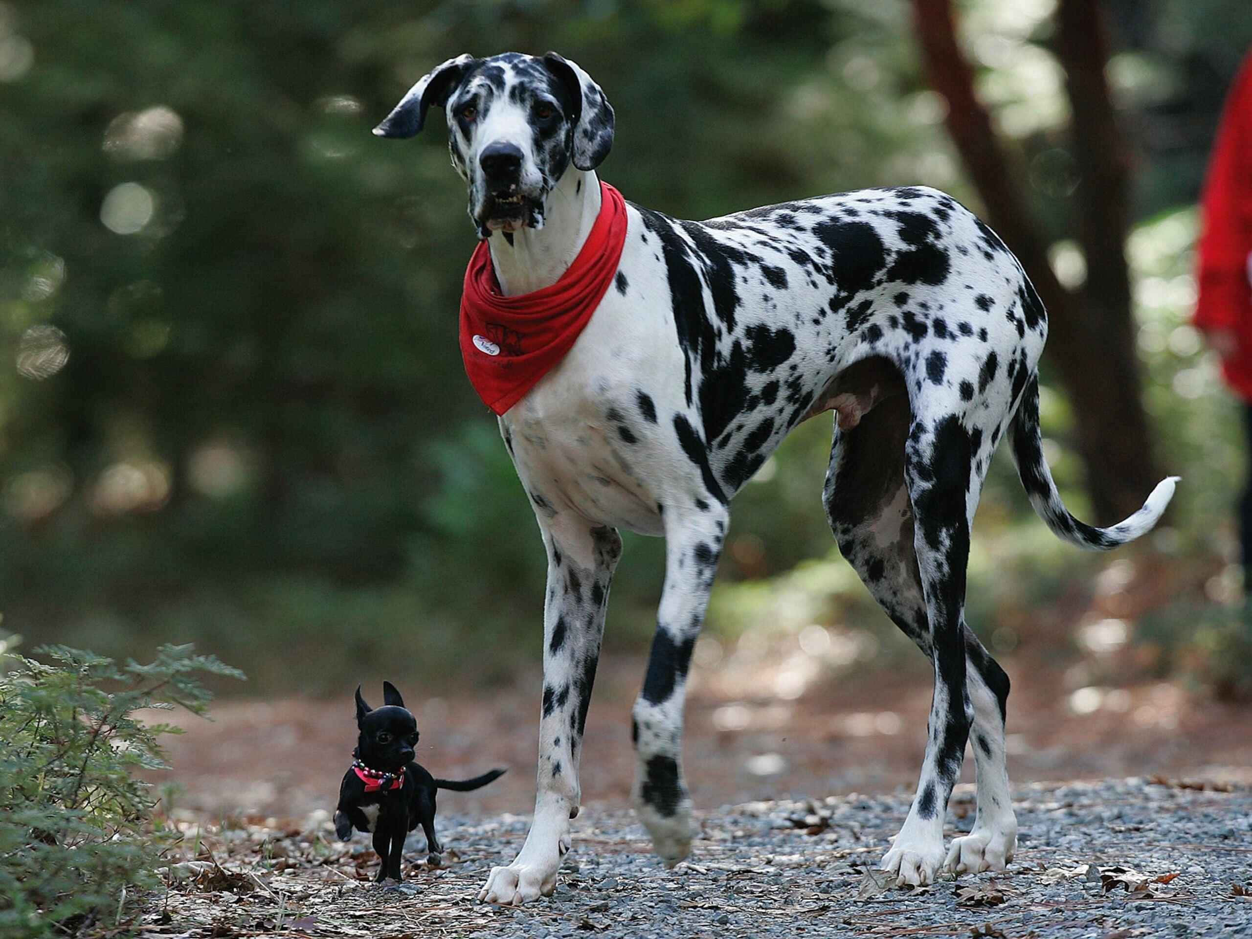 Great Dane, red bandana, black Chihuahua, 2K Desktop Wallpaper
