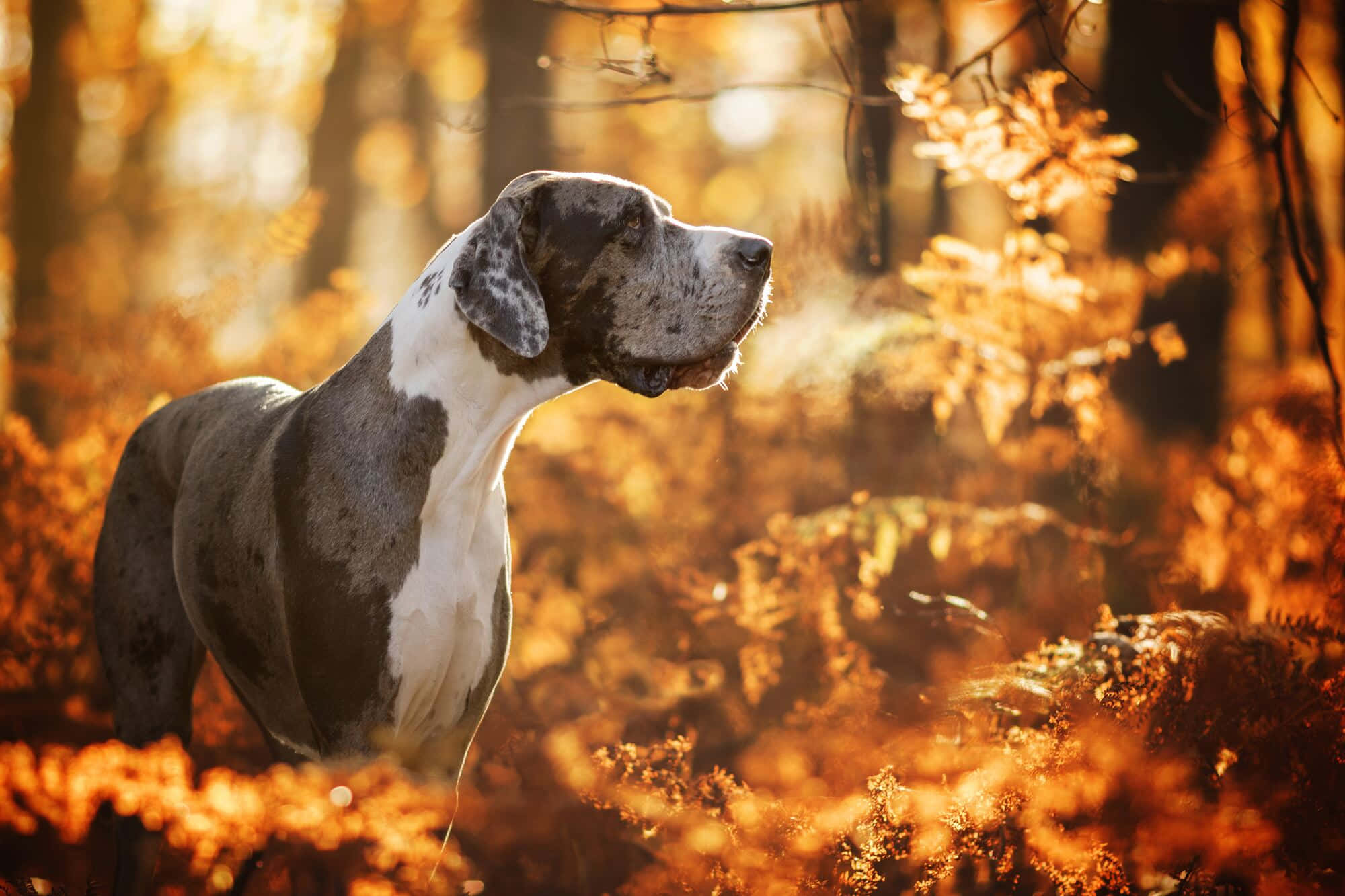 Great Dane, autumn forest, golden foliage, Full HD Desktop Wallpaper