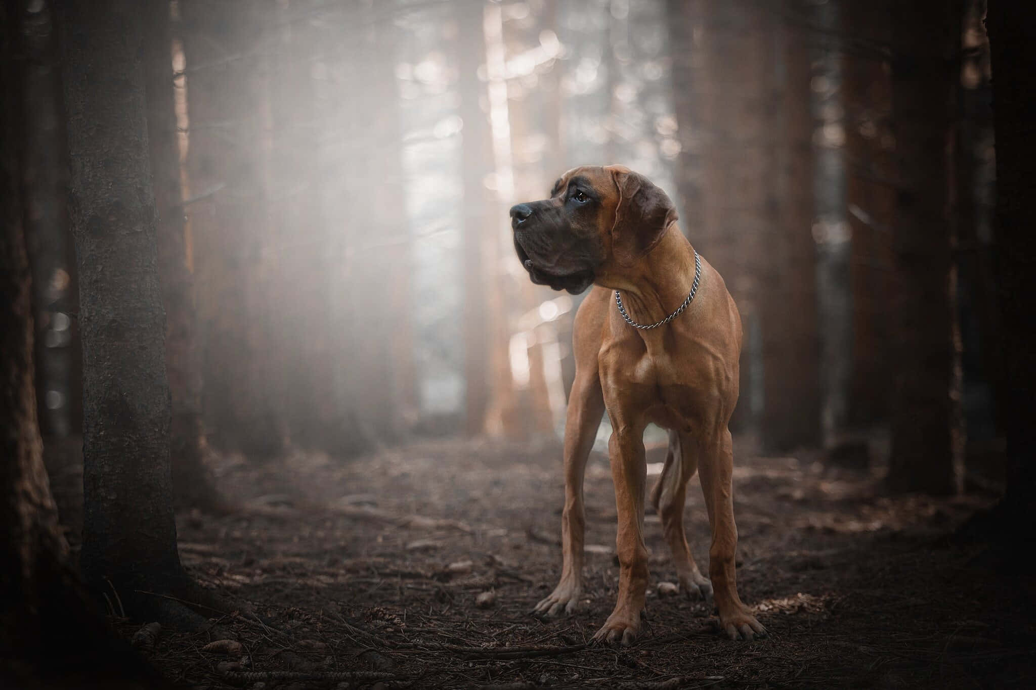 Great Dane, fawn-colored, misty forest, Full HD Desktop Wallpaper