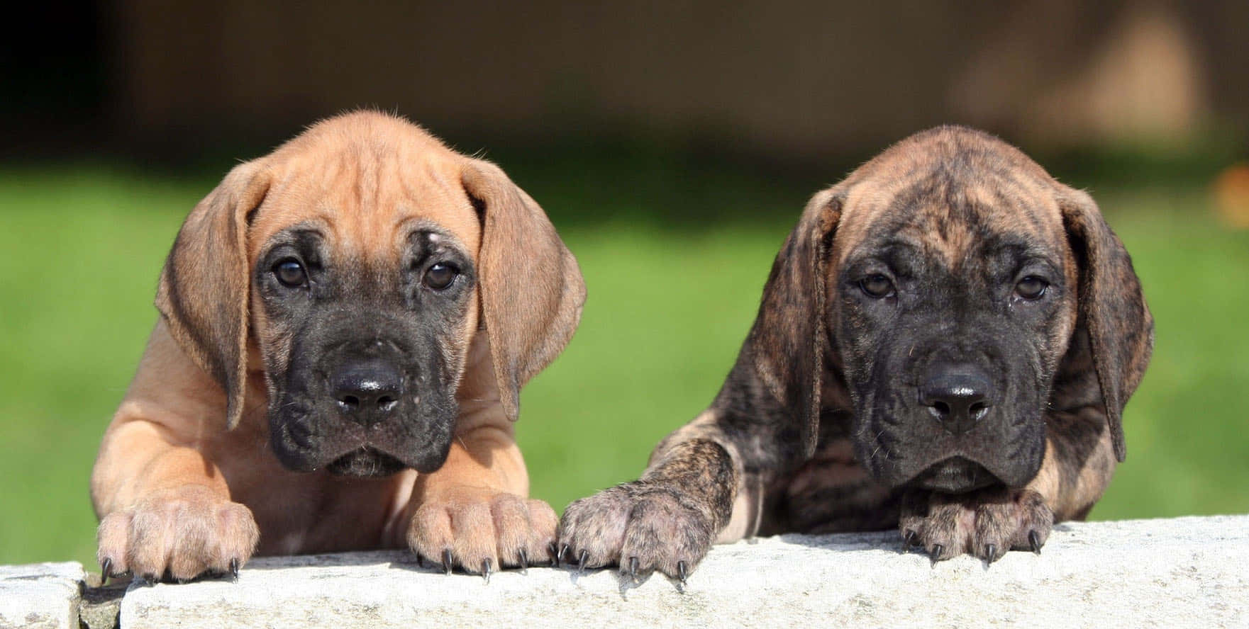Great Dane, puppies, floppy ears, HD Desktop Wallpaper