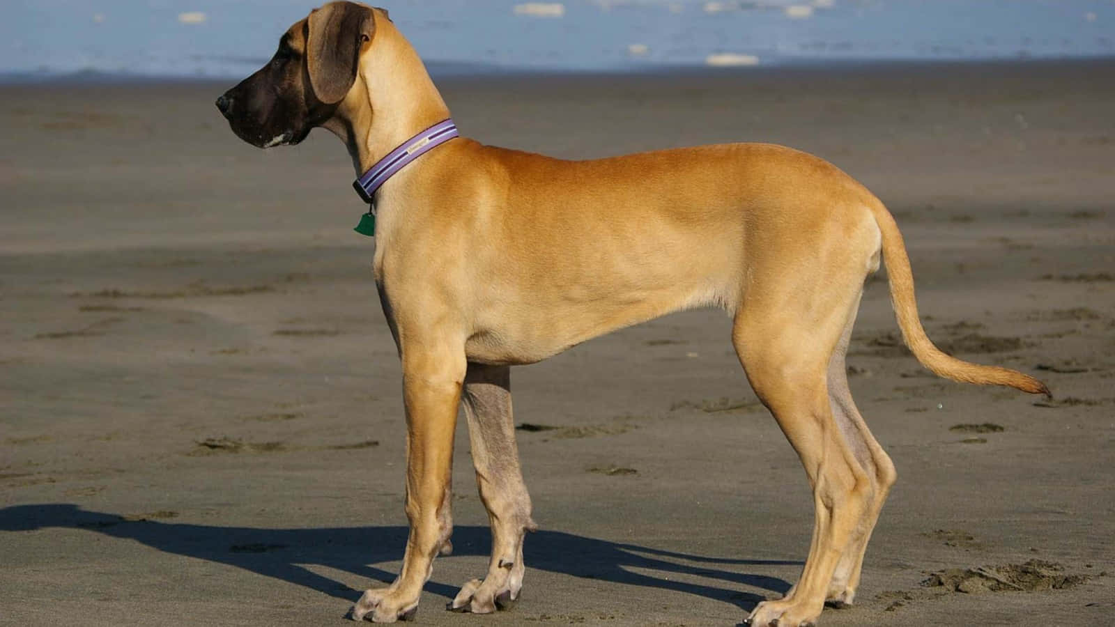 Great Dane, beach, sandy beach, HD Desktop Wallpaper