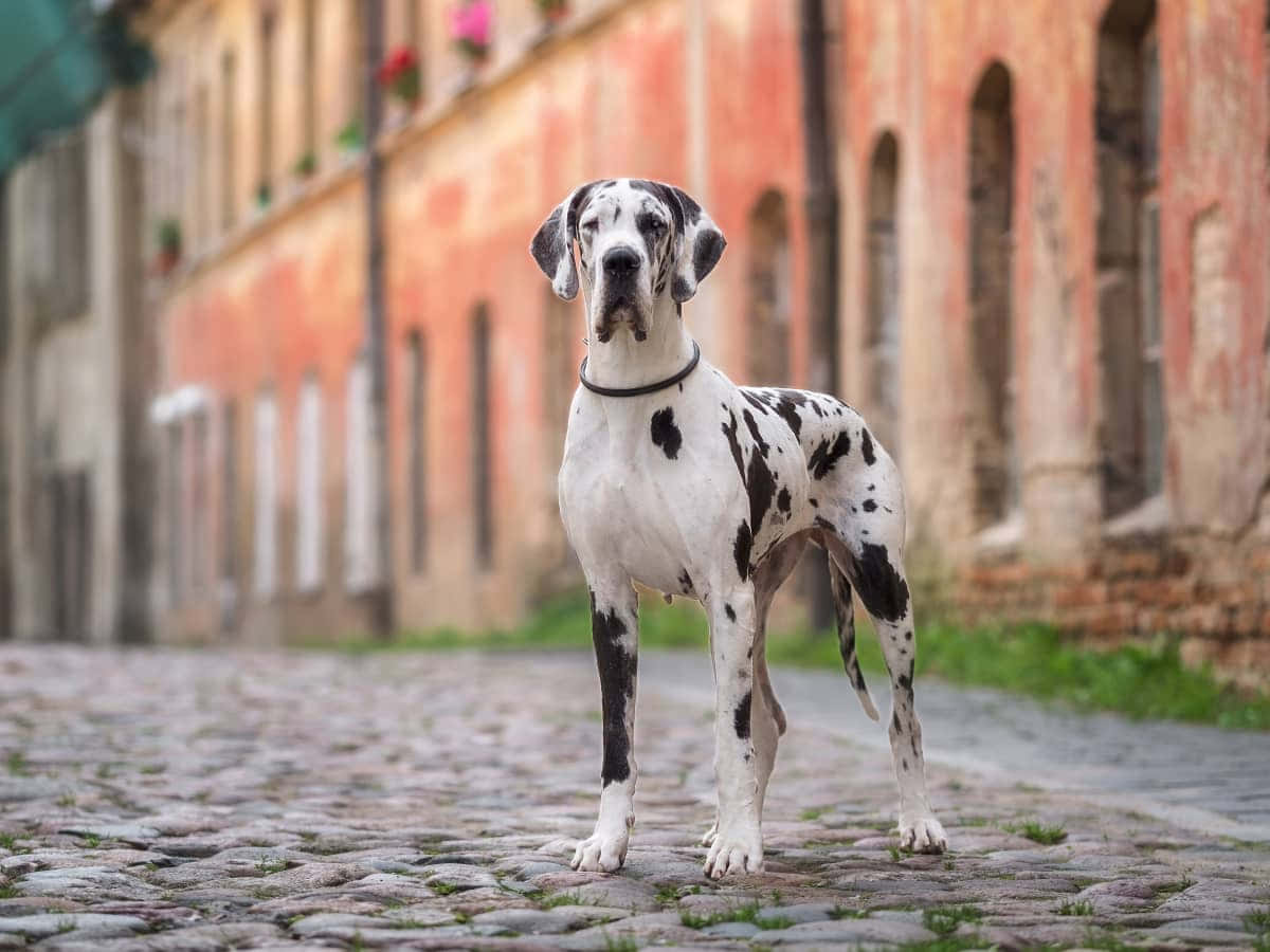 Great Dane, black spots, cobblestone street, SD Desktop Wallpaper