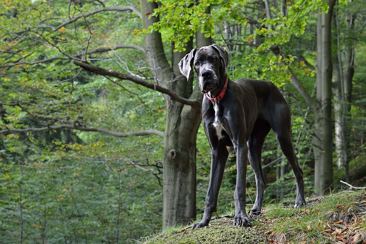 Great Dane, forest, mossy hill, HD Desktop Wallpaper
