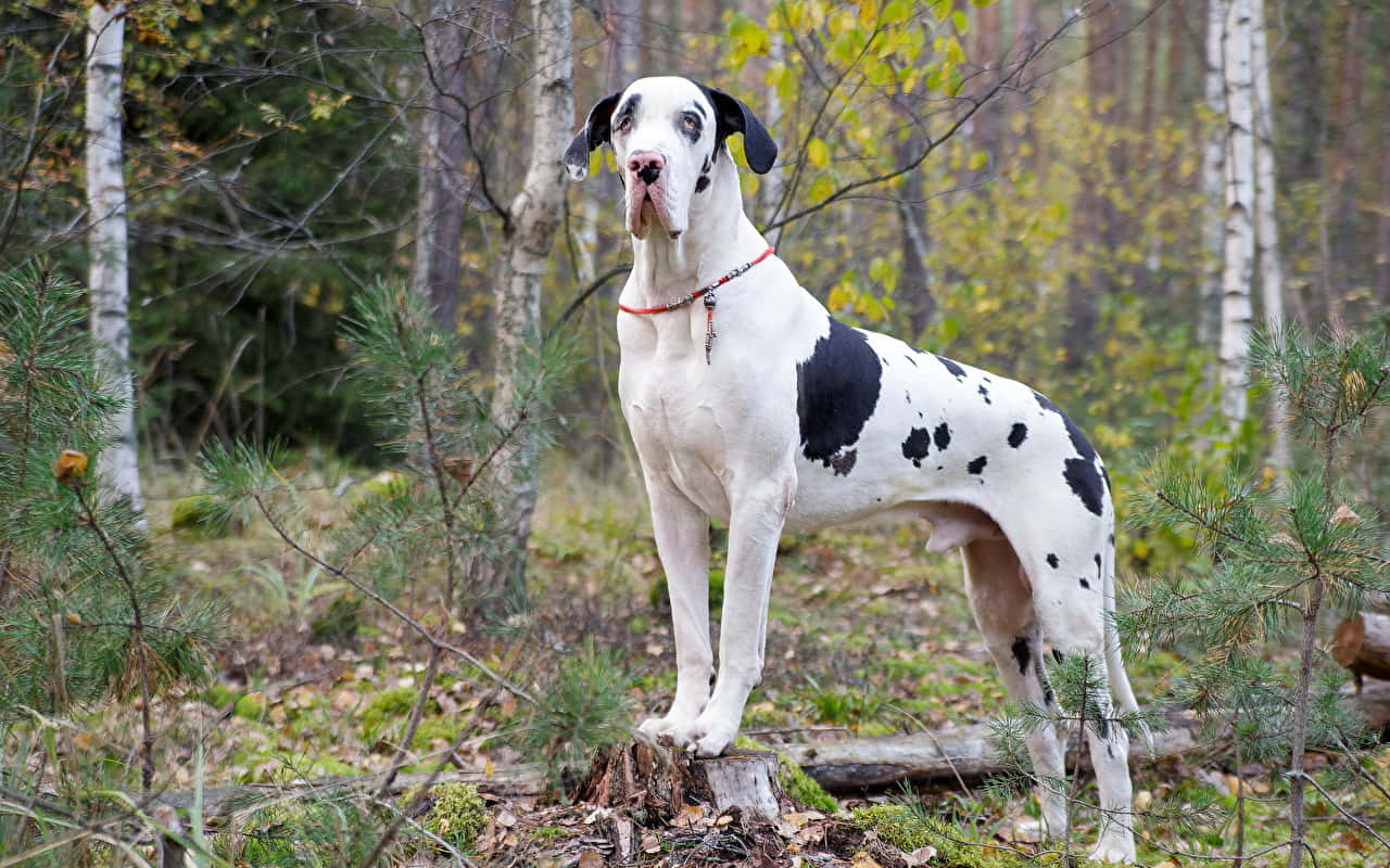 Great Dane, black spots, mossy tree stump, HD Desktop Wallpaper