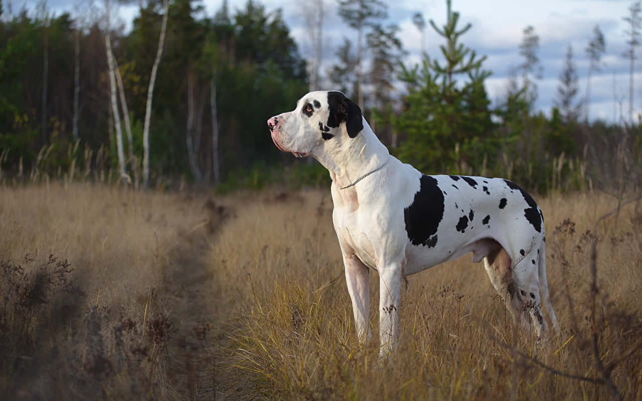 Great Dane, golden grass, cloudy sky, HD Desktop Wallpaper