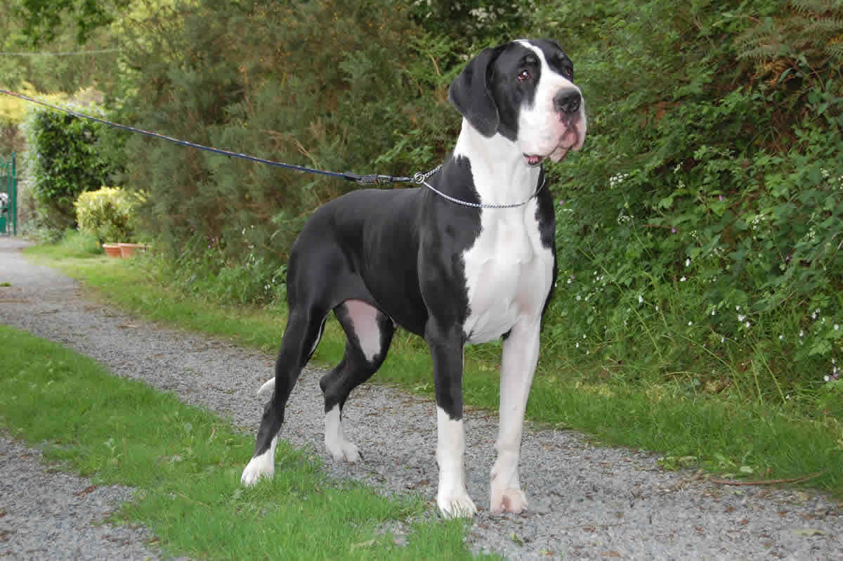 Great Dane, black and white, gravel path, SD Desktop Wallpaper
