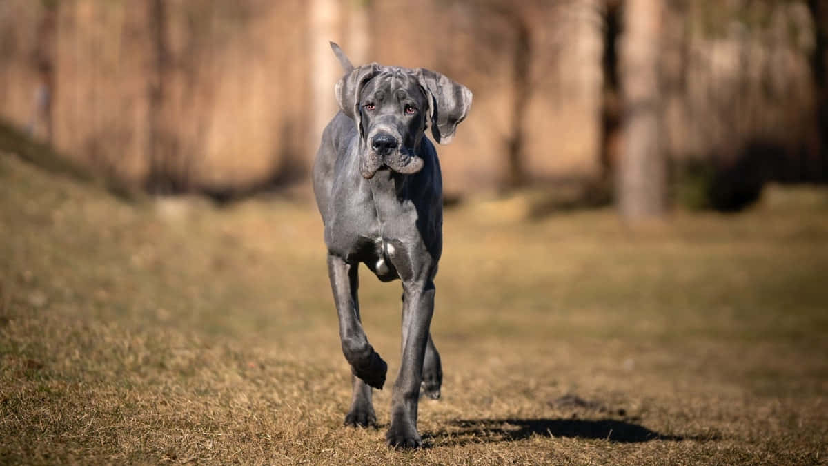 Great Dane, gray, sunlit grassy field, SD Desktop Wallpaper