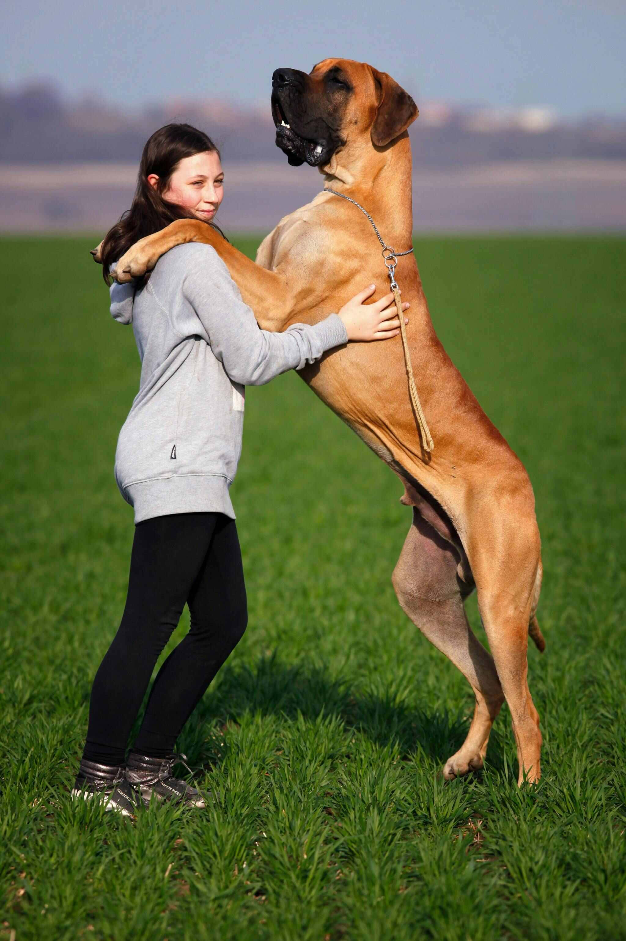 Great Dane, sunlit green field, young girl, 2K Phone Wallpaper