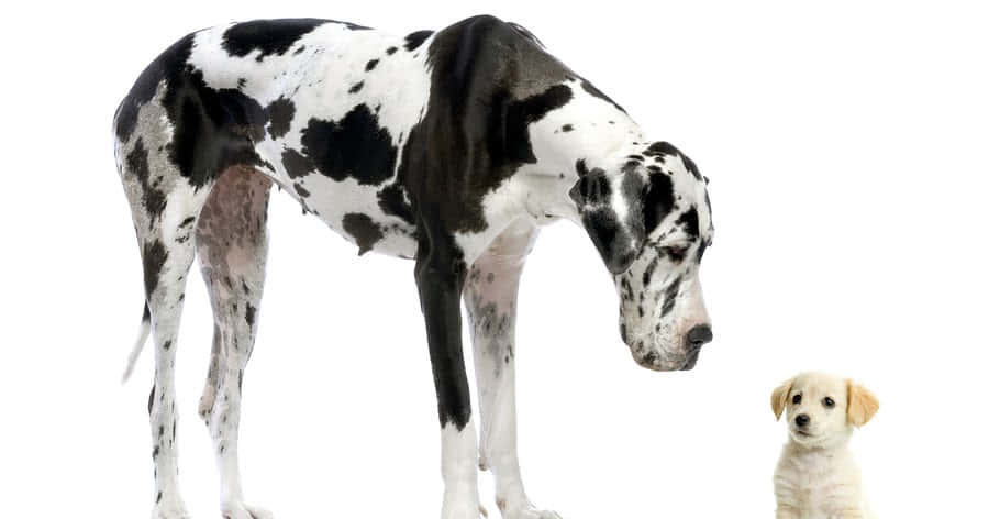Great Dane, small light-colored puppy, stark white background, SD Desktop Wallpaper