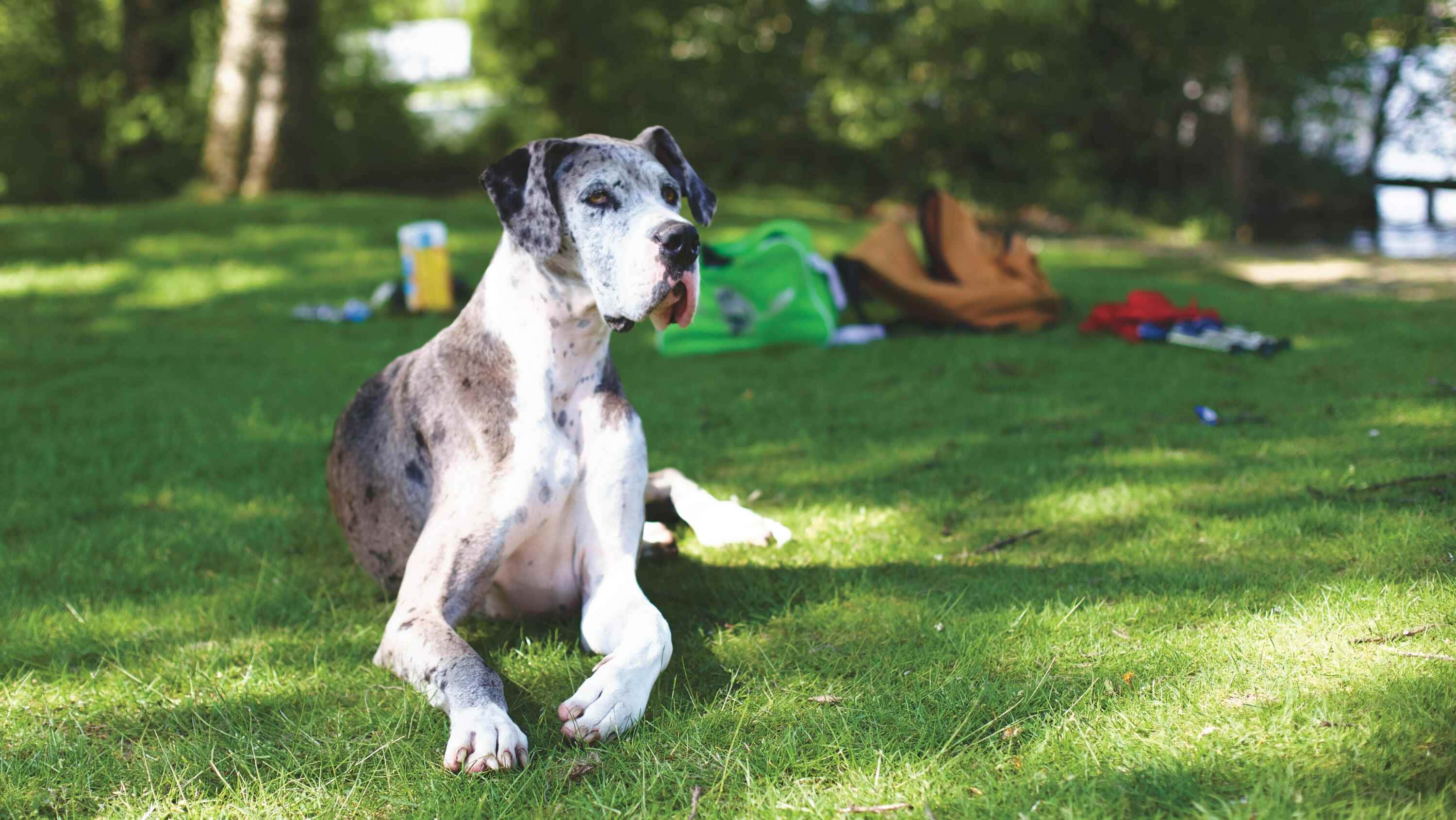 Great Dane, spotted coat, dappled sunlight, 2K Desktop Wallpaper