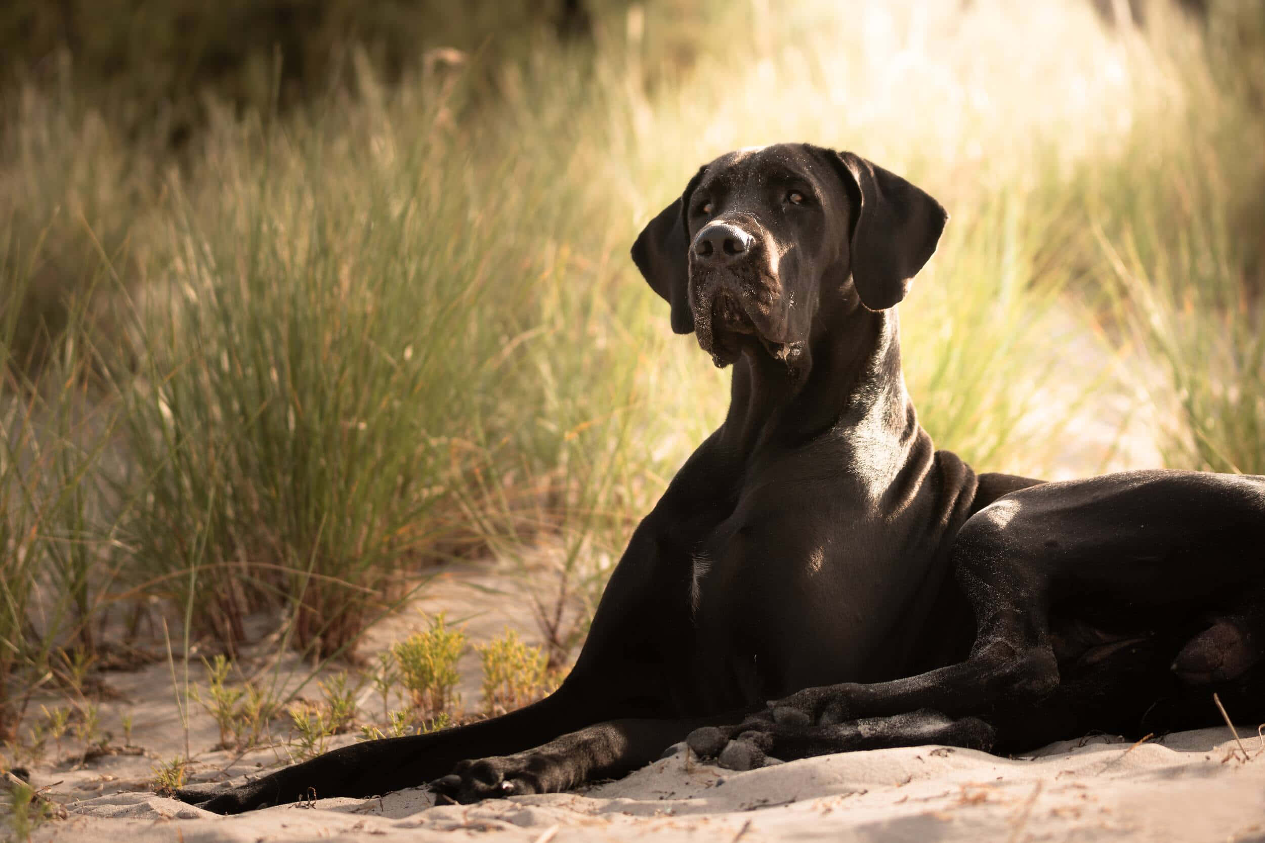 Great Dane, sleek black, golden sunlight, Full HD Desktop Wallpaper