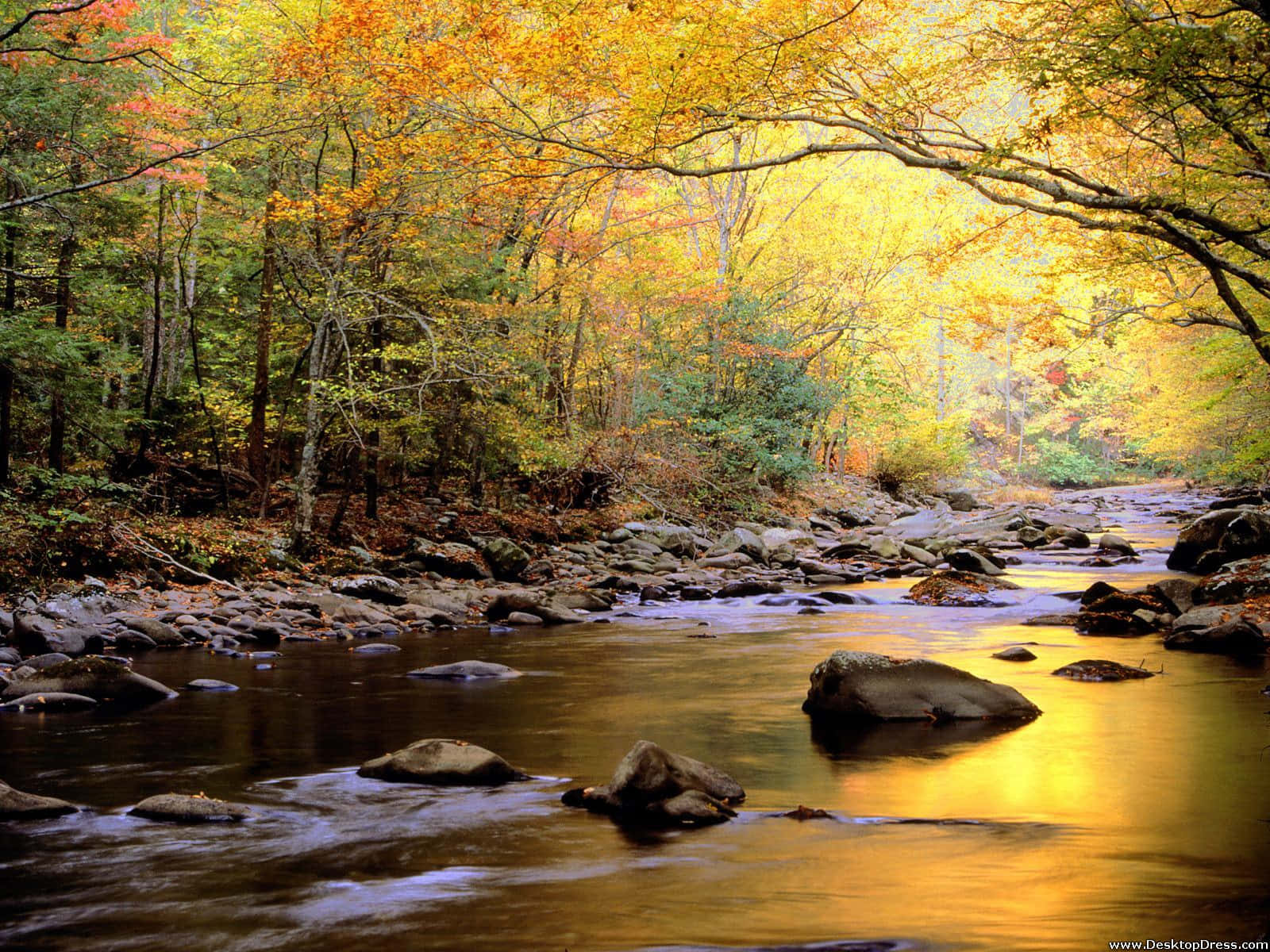 Great Smoky Mountains National Park, autumn forest, golden leaves, HD Desktop Wallpaper