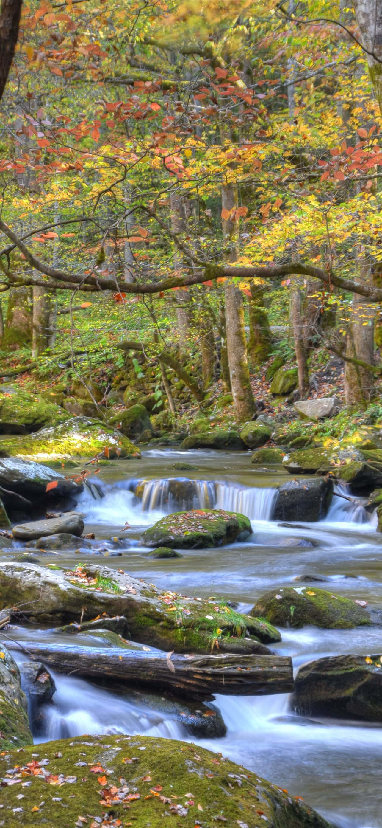 Great Smoky Mountains National Park, autumn stream, mossy rocks, 2K Phone Wallpaper