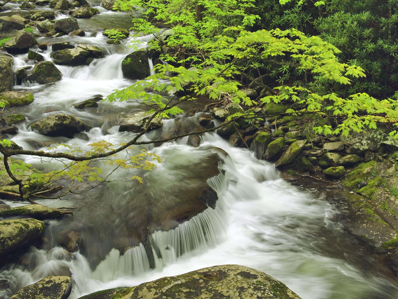 Great Smoky Mountains National Park, river, mountain stream, HD Desktop Wallpaper