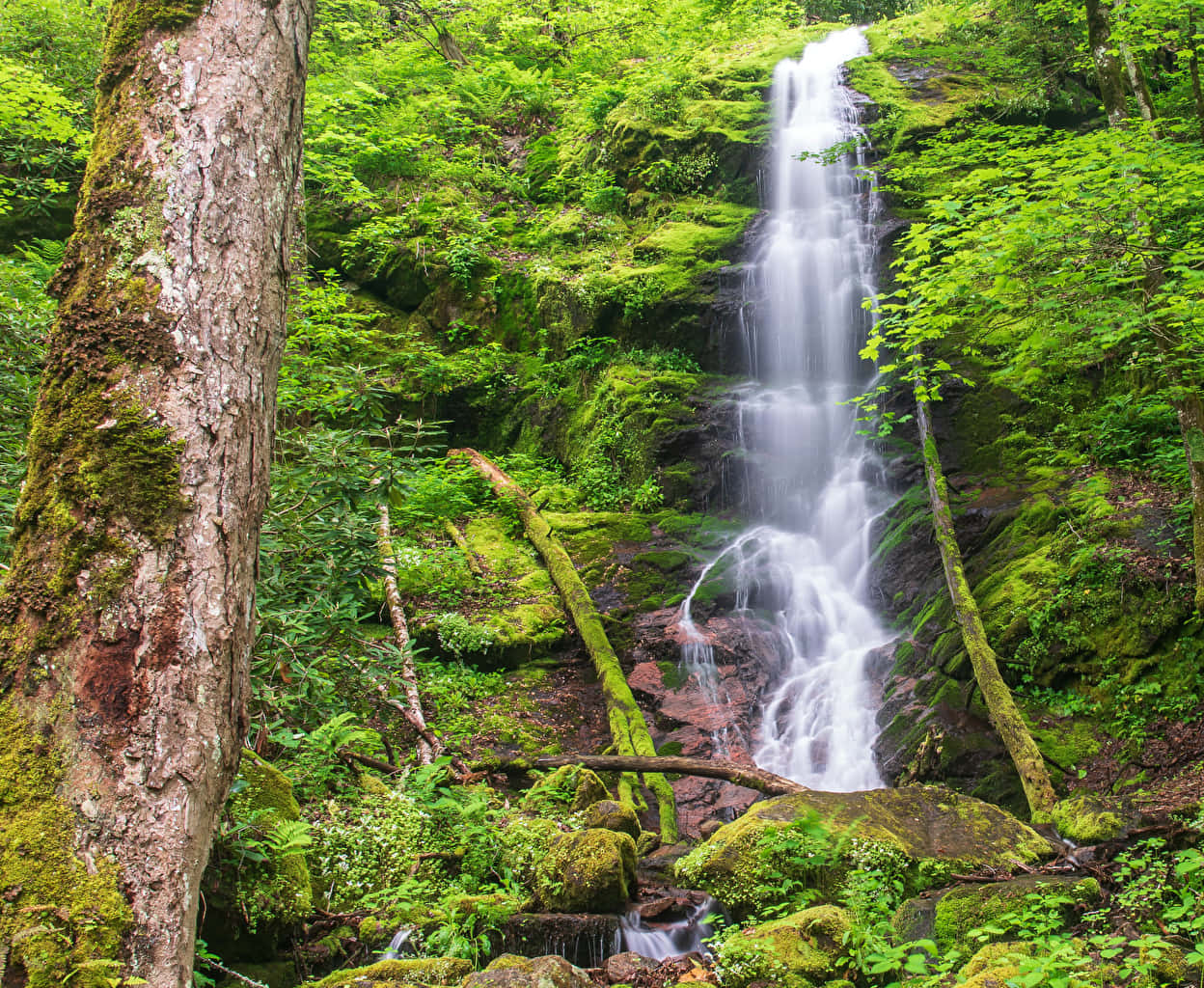Great Smoky Mountains National Park, moss, waterfall, SD Desktop Wallpaper
