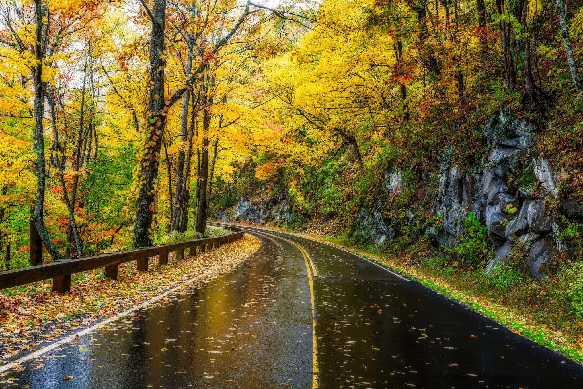 Great Smoky Mountains National Park, winding wet road, golden yellow autumn leaves, Full HD Desktop Wallpaper