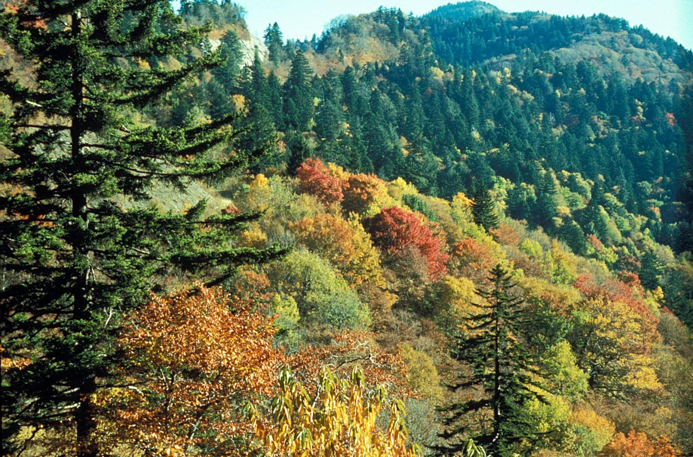 Great Smoky Mountains, autumn forest, rolling hills, Full HD Desktop Wallpaper