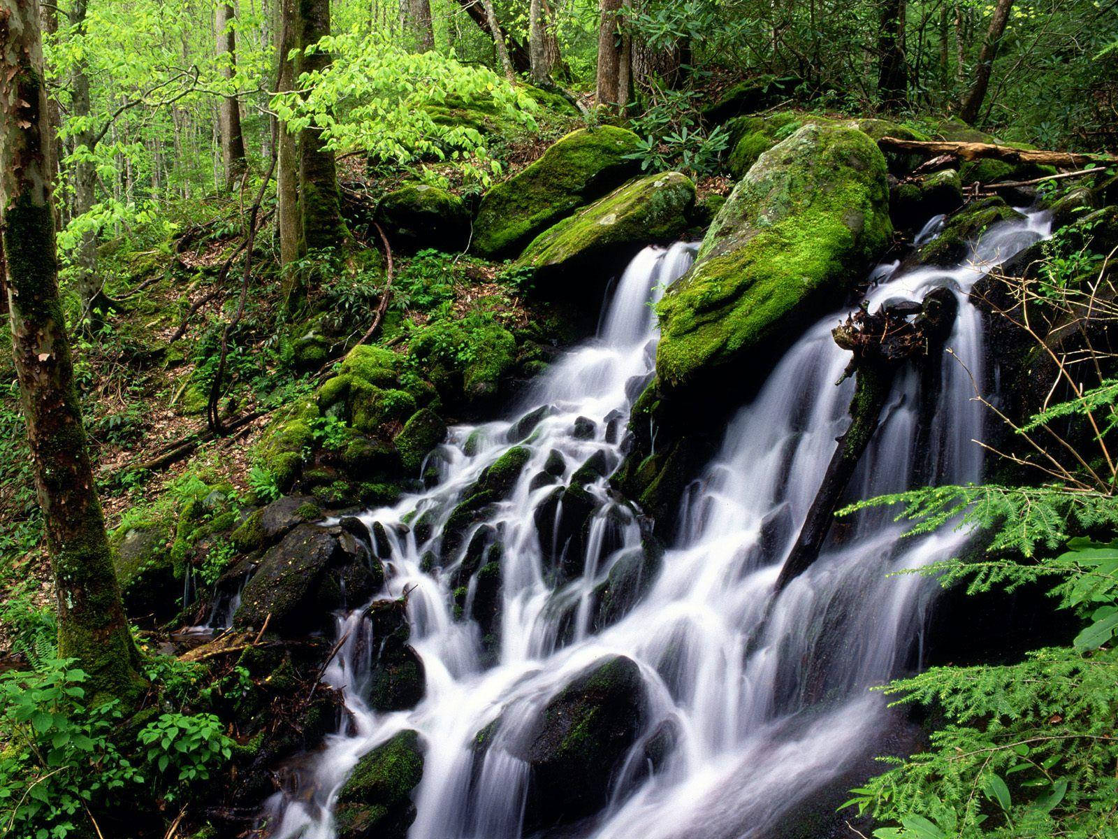 Great Smoky Mountains, forest waterfall, mossy rocks, HD Desktop Wallpaper