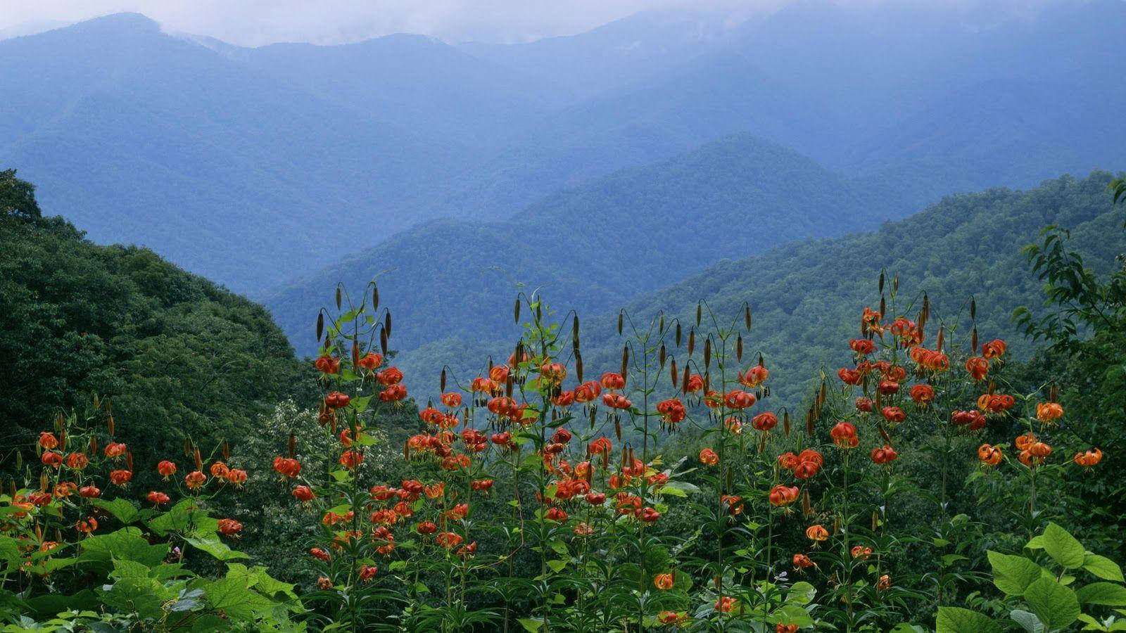 Great Smoky Mountains, orange tiger lilies, misty green mountains, HD Desktop Wallpaper