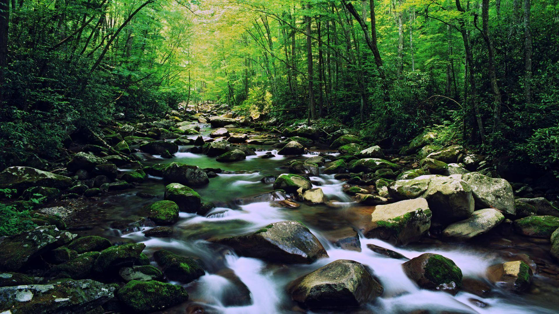 Great Smoky Mountains, forest stream, mossy rocks, Full HD Desktop Wallpaper