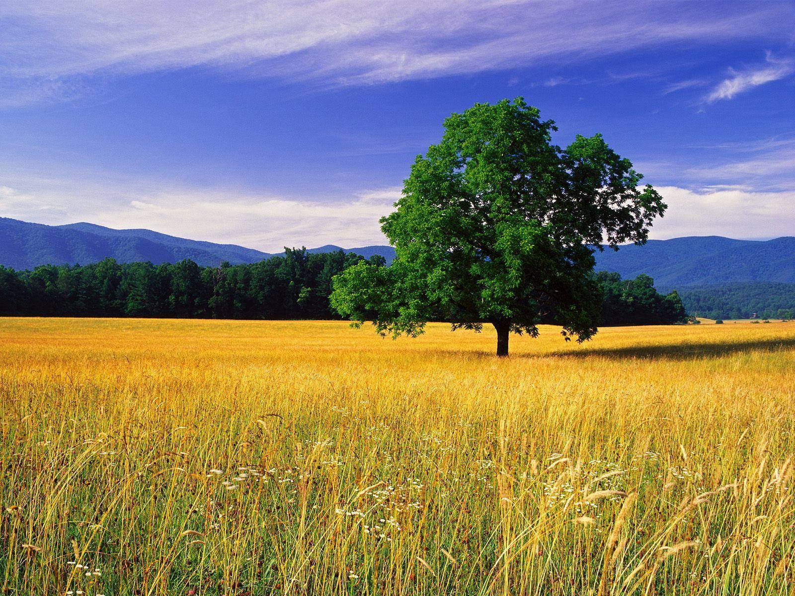 Great Smoky Mountains, green tree, golden wheat field, HD Desktop Wallpaper